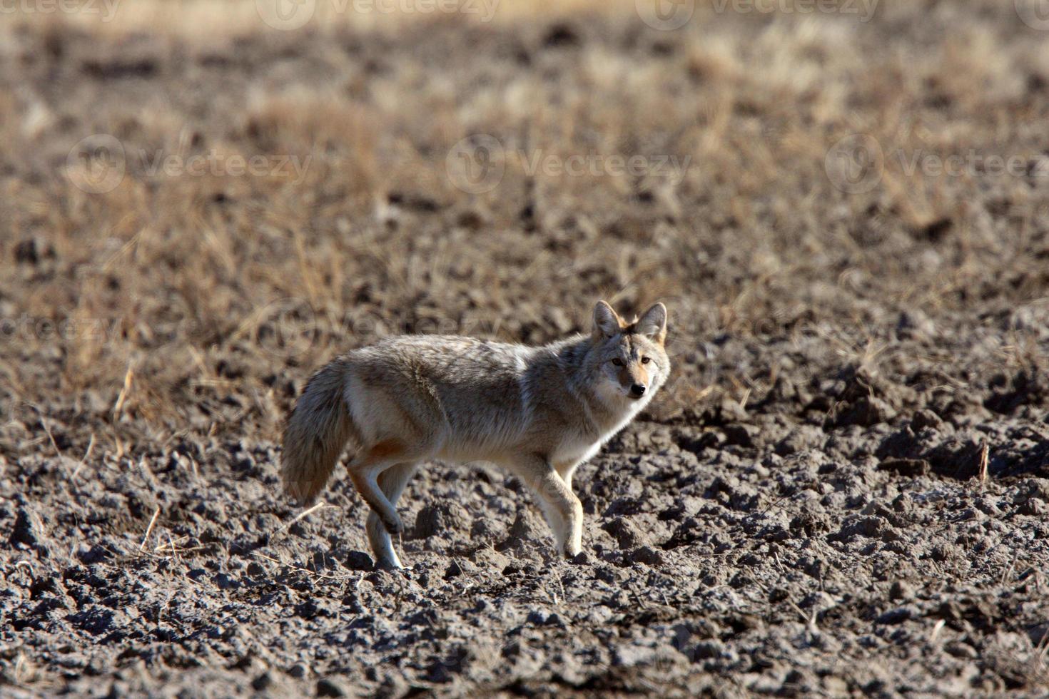 coyote en el campo de saskatchewan foto