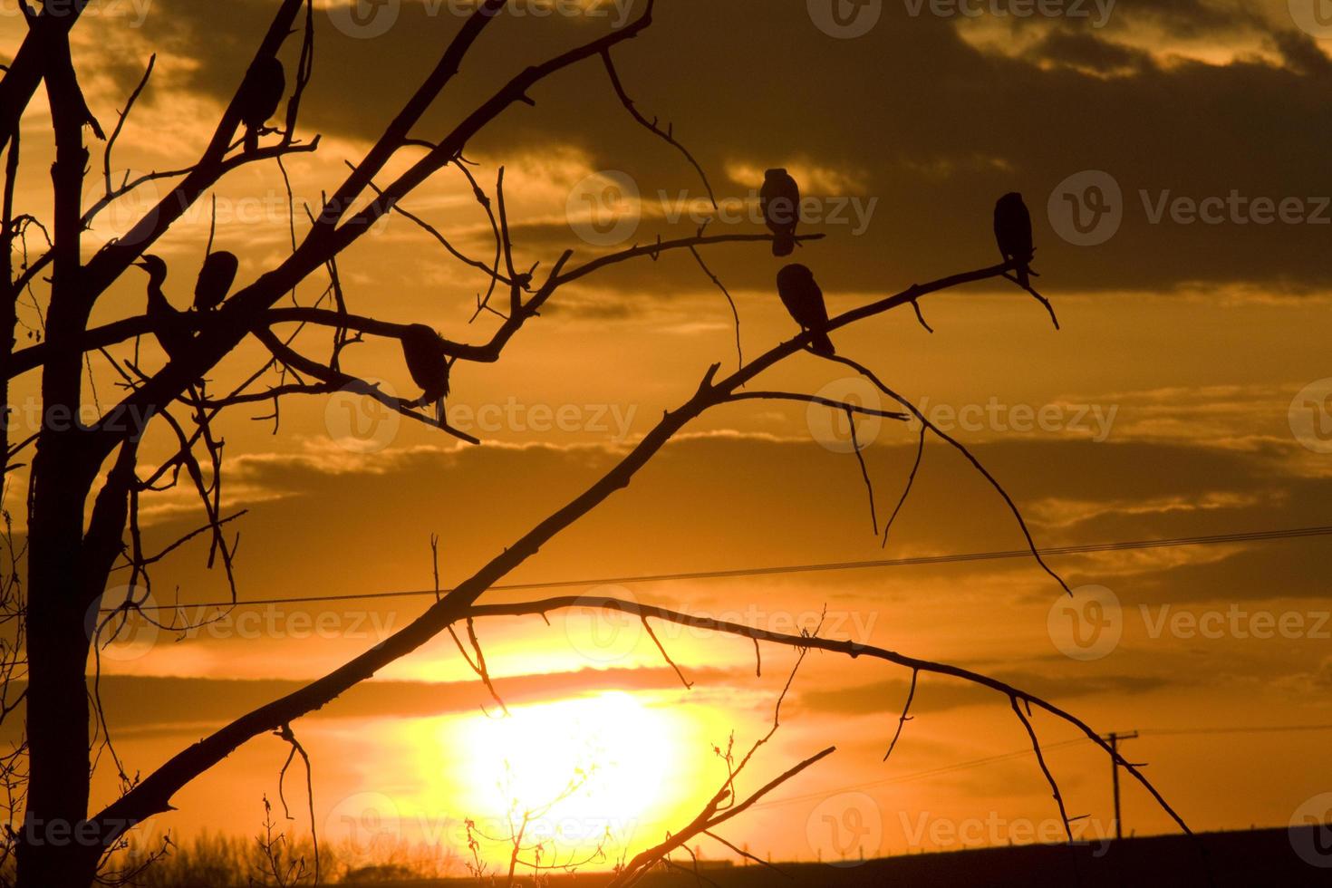 cormoranes en el árbol al atardecer foto