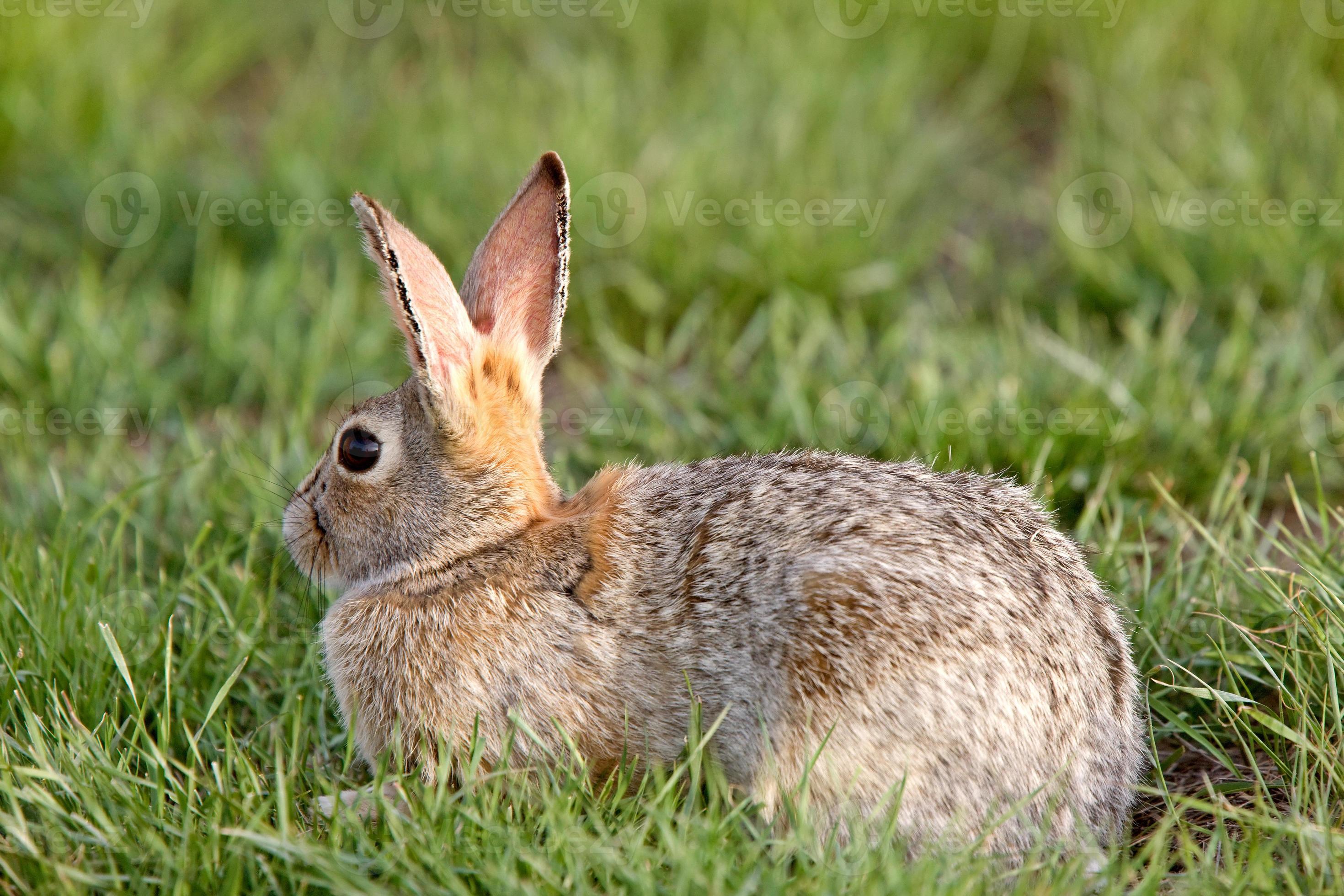 Bush Rabbit Bunny Saskatchewan Canada 6237778 Stock Photo at Vecteezy
