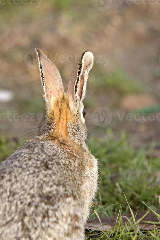 Bush Rabbit Bunny Saskatchewan Canada photo