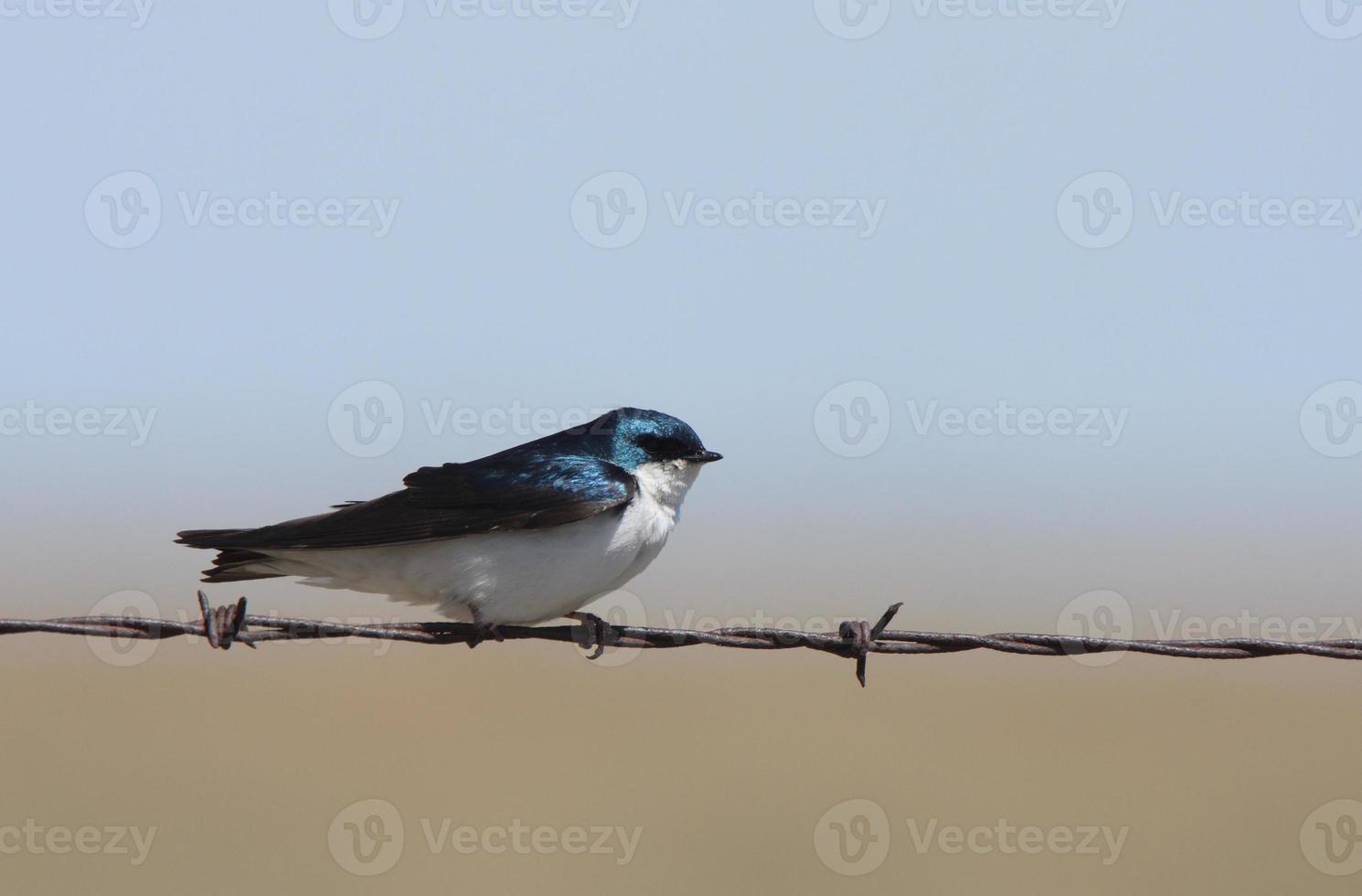 Tree Swallow perched on barbed wire strand photo