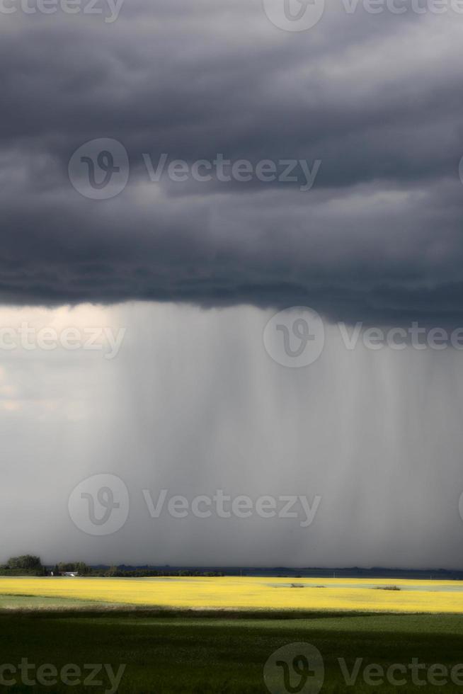 Rain front approaching Saskatchewan canola crop photo