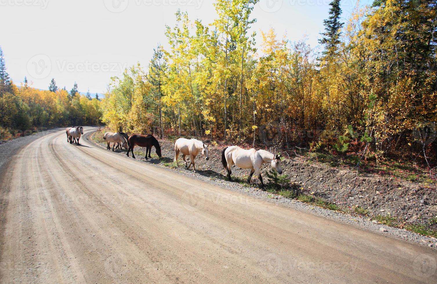 Range horses along Northern British Columbia road photo