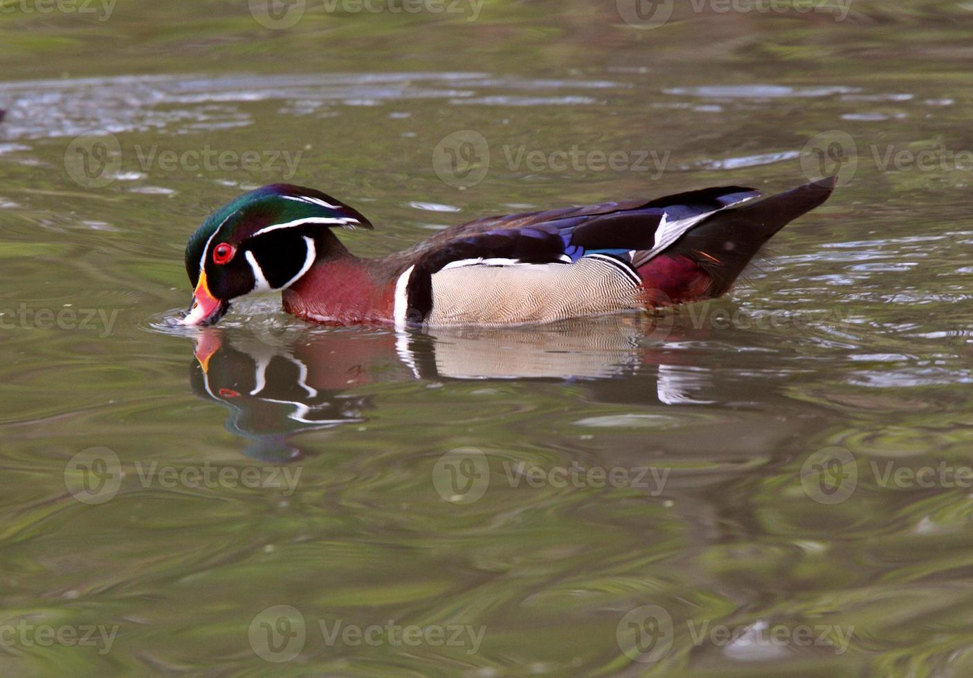 Wood Duck drake feeding in pond photo