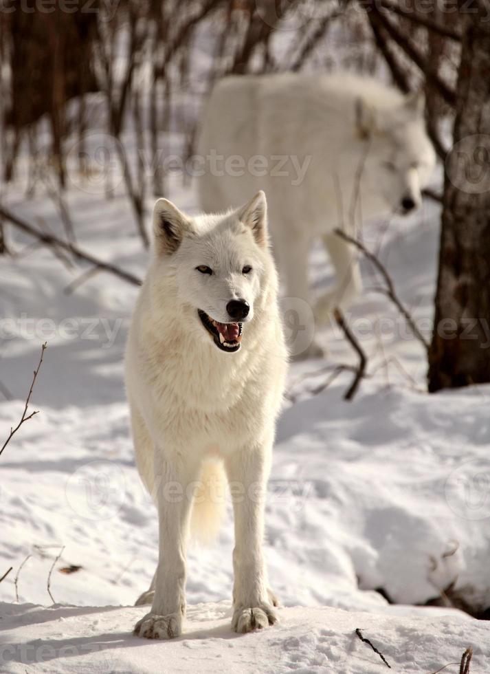 Arctic Wolves in winter photo