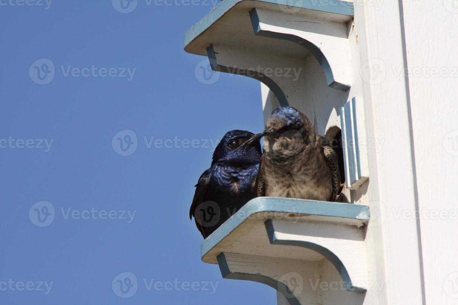 par de martins morados en el complejo de casas de pájaros foto