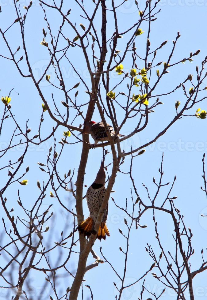 Two Northern Flickers in tree photo