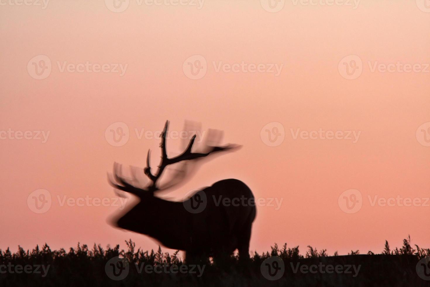 Silhouette of male elk photo