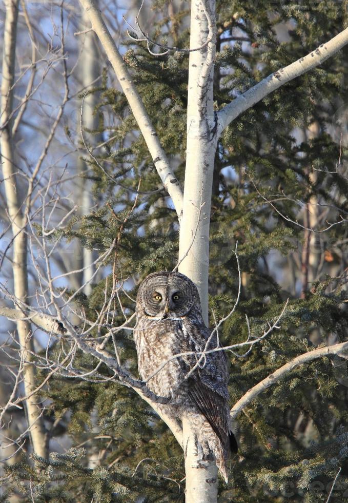 gran búho gris en el árbol de canadá foto