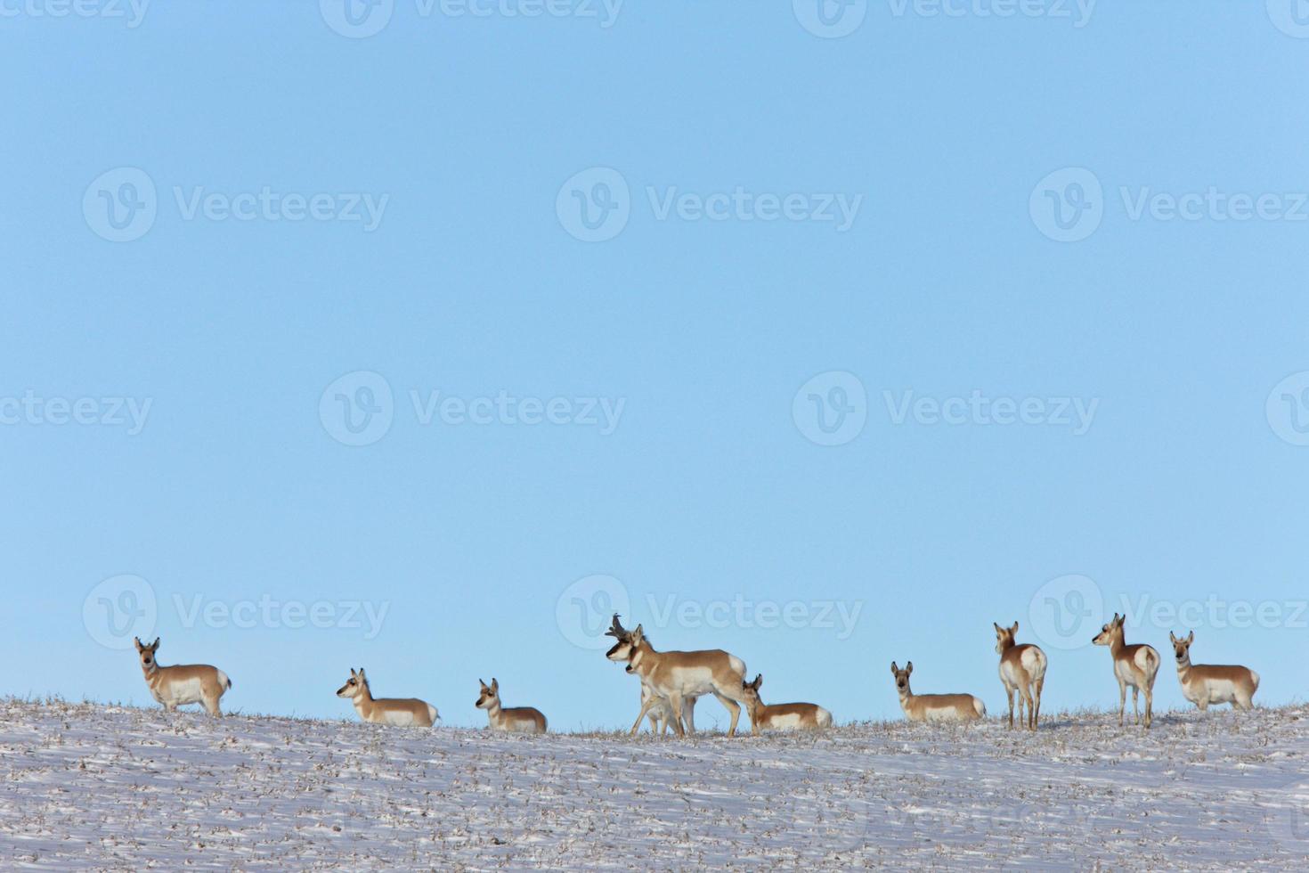 Prairie Pronhorn Antelope in Winter Saskatchewan photo