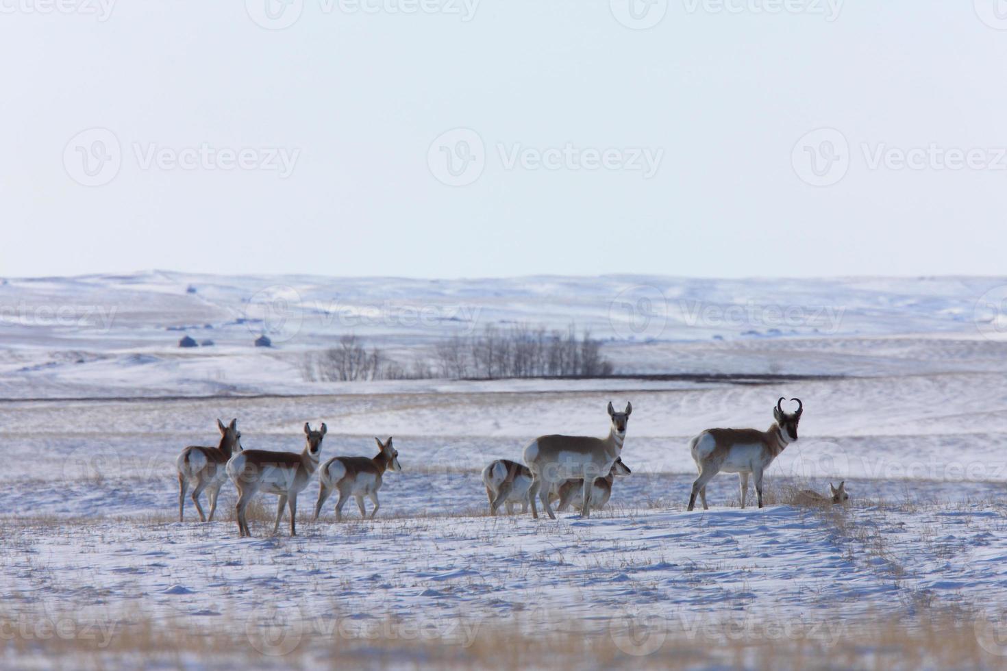 Antelope in Winter Canada photo
