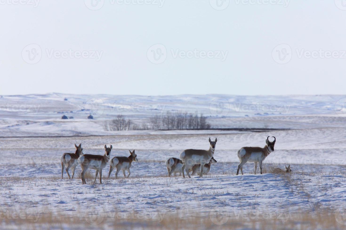 Antelope in Winter Canada photo