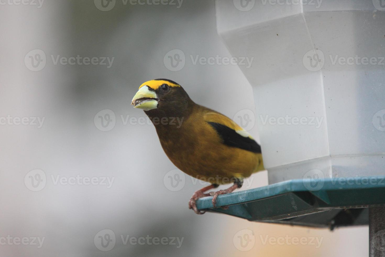 Male Evening Grosbeak photo