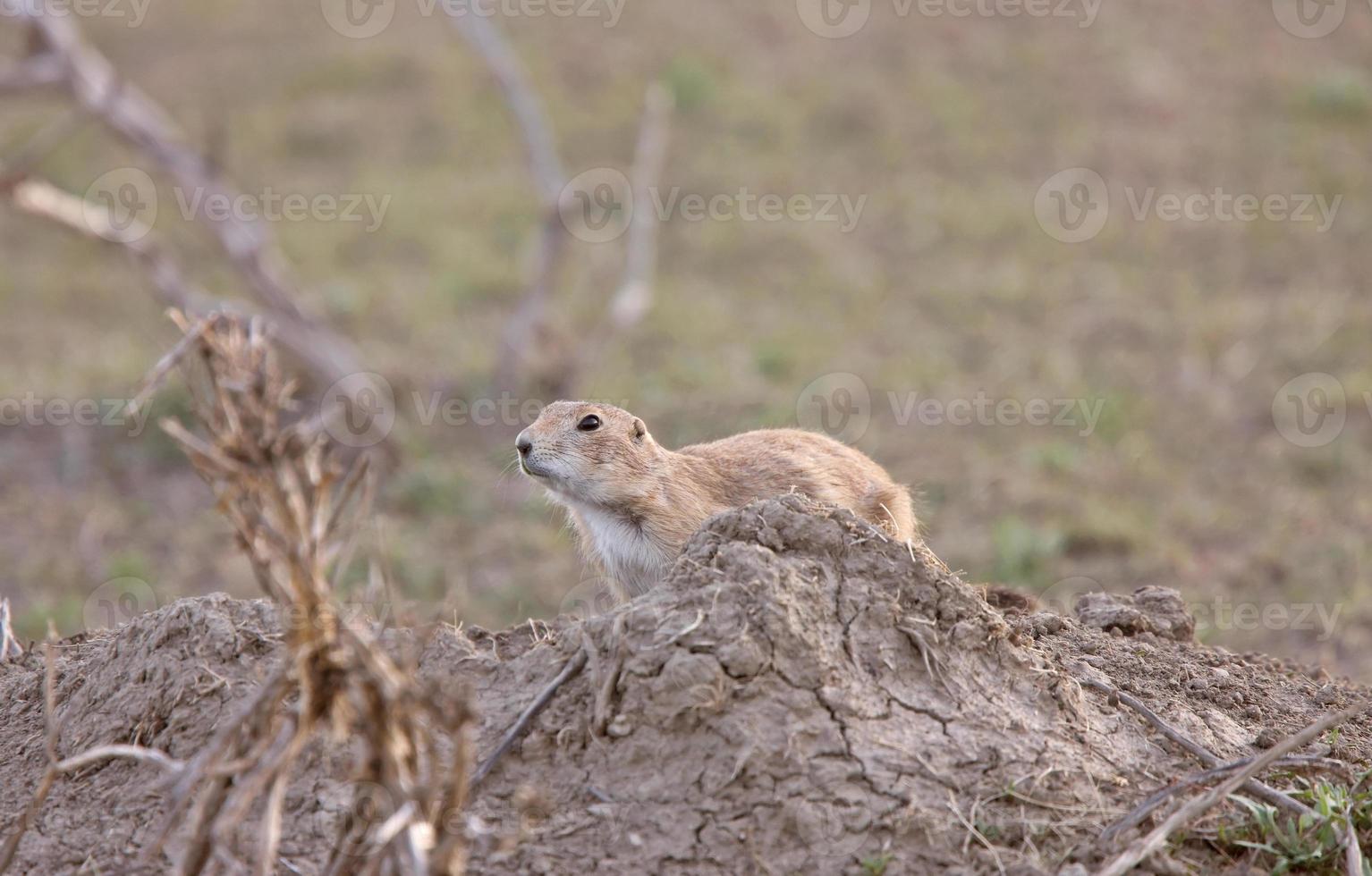 Prairie Dog in the Grasslands Saskatchewan photo