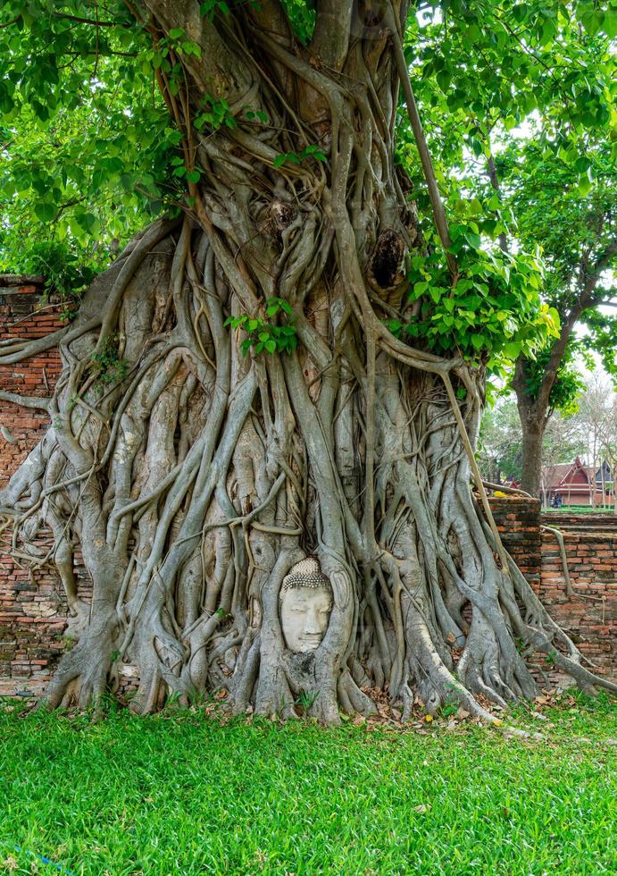 Buddha Head statue with trapped in Bodhi Tree roots at Wat Mahathat photo