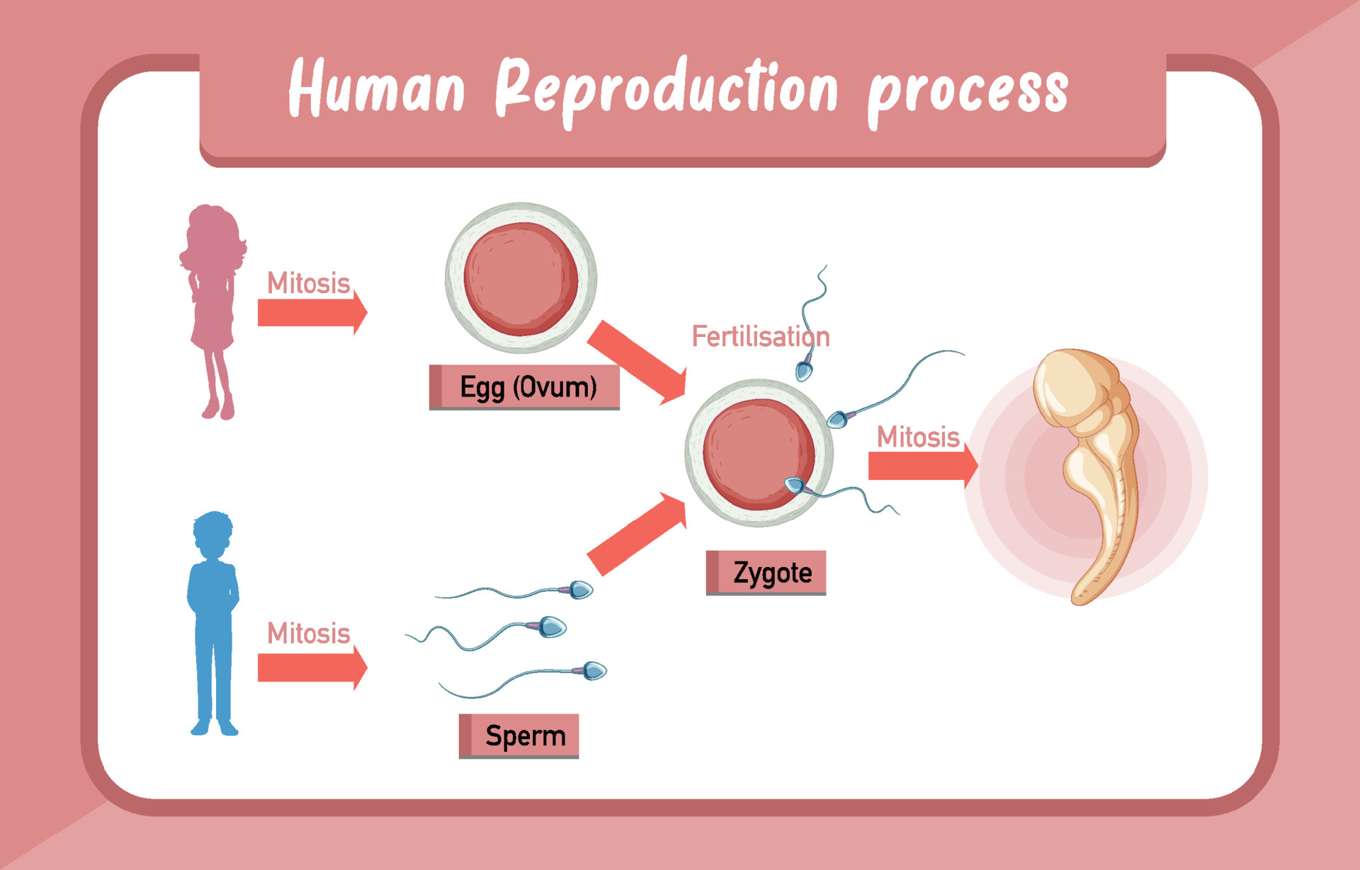 Human Reproduction process infographic 6238724 Vector Art at Vecteezy