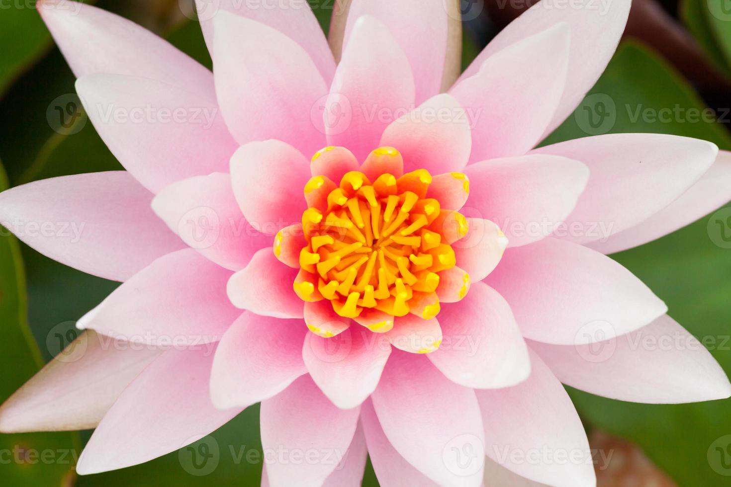 fondo de naturaleza de flor de loto rosa foto