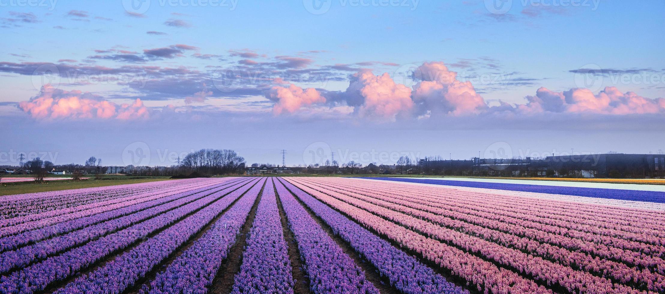 Sunset over fields of daffodils. photo