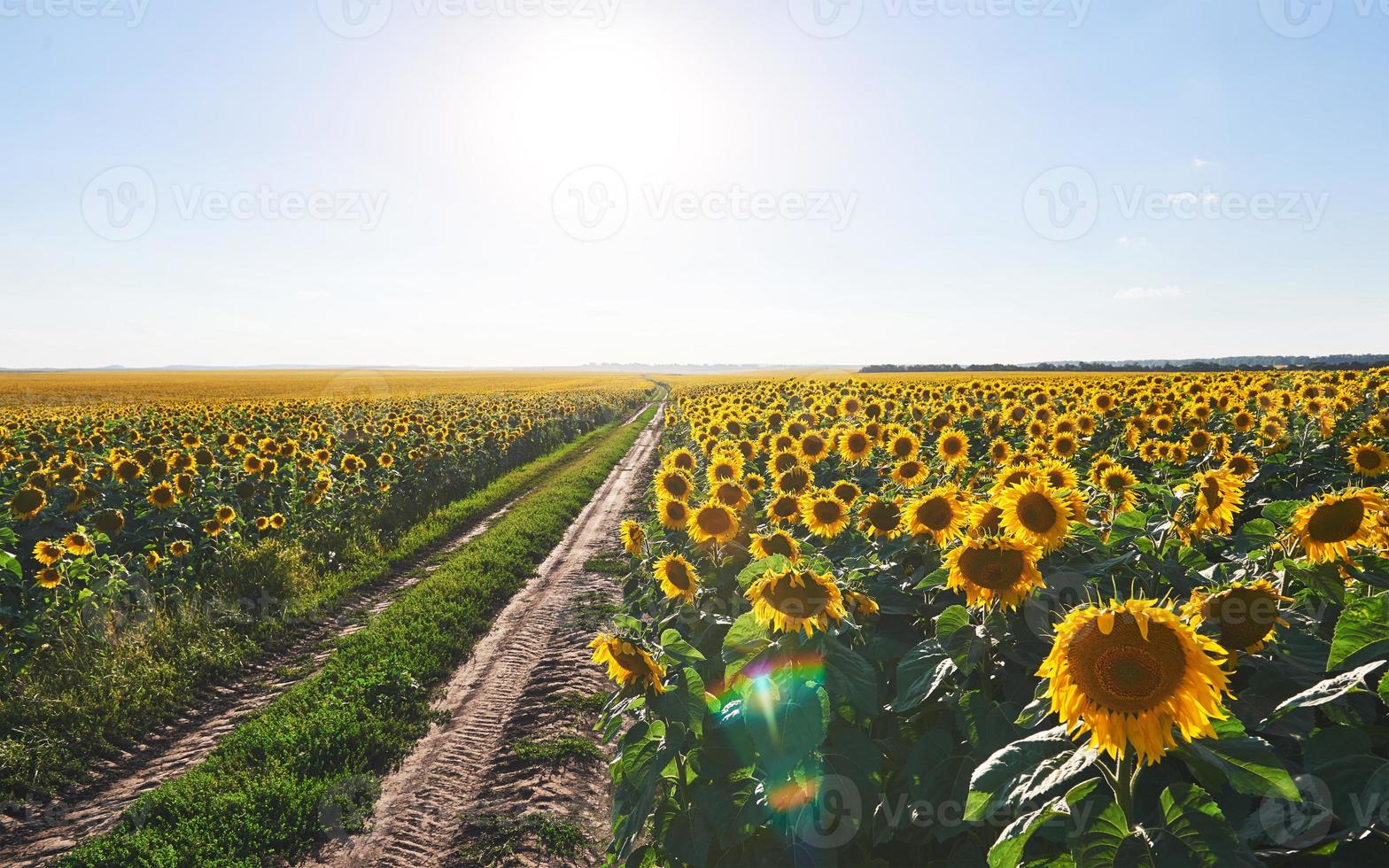 Summer landscape with a field of sunflowers, a dirt road photo