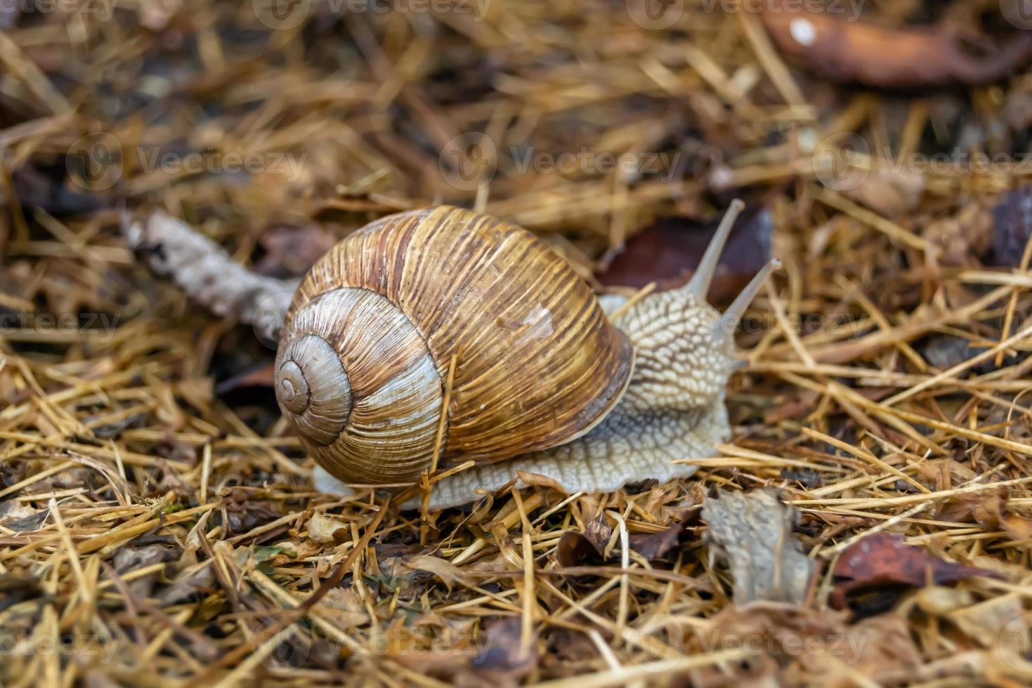 Big garden snail in shell crawling on wet road photo