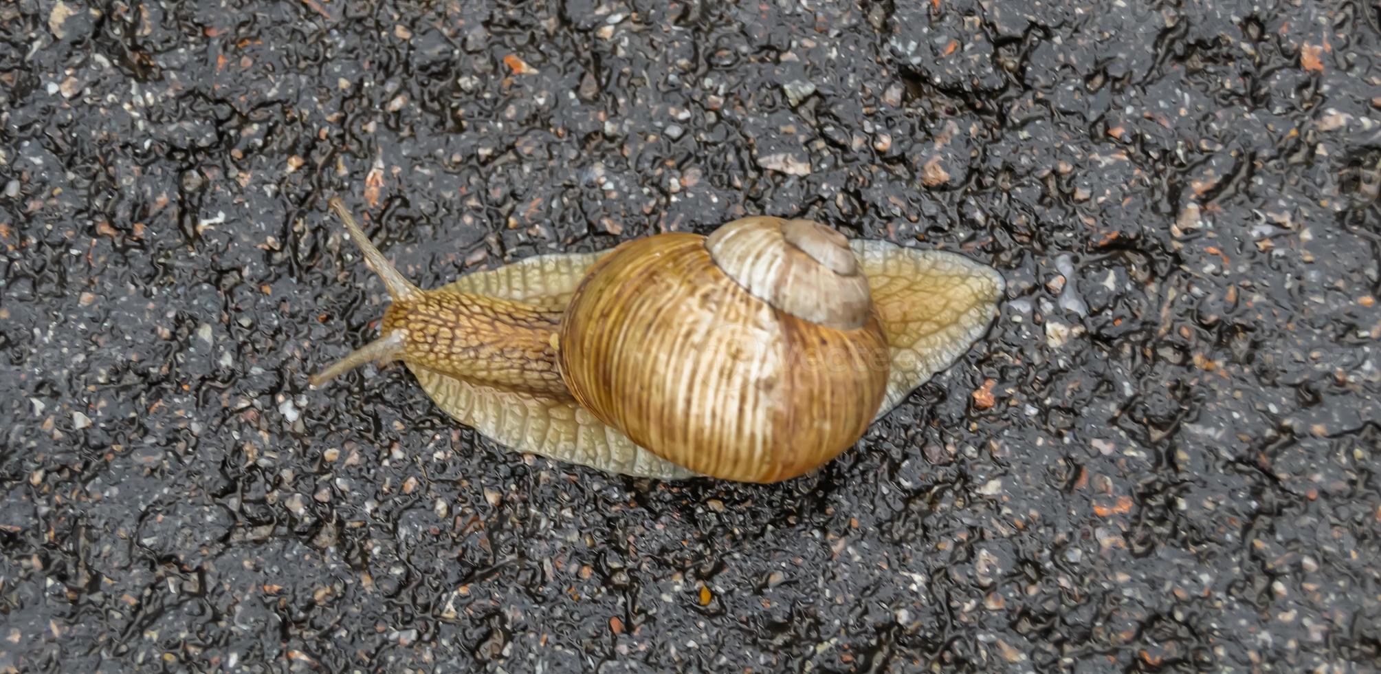 Caracol de jardín grande con concha arrastrándose sobre carretera mojada foto