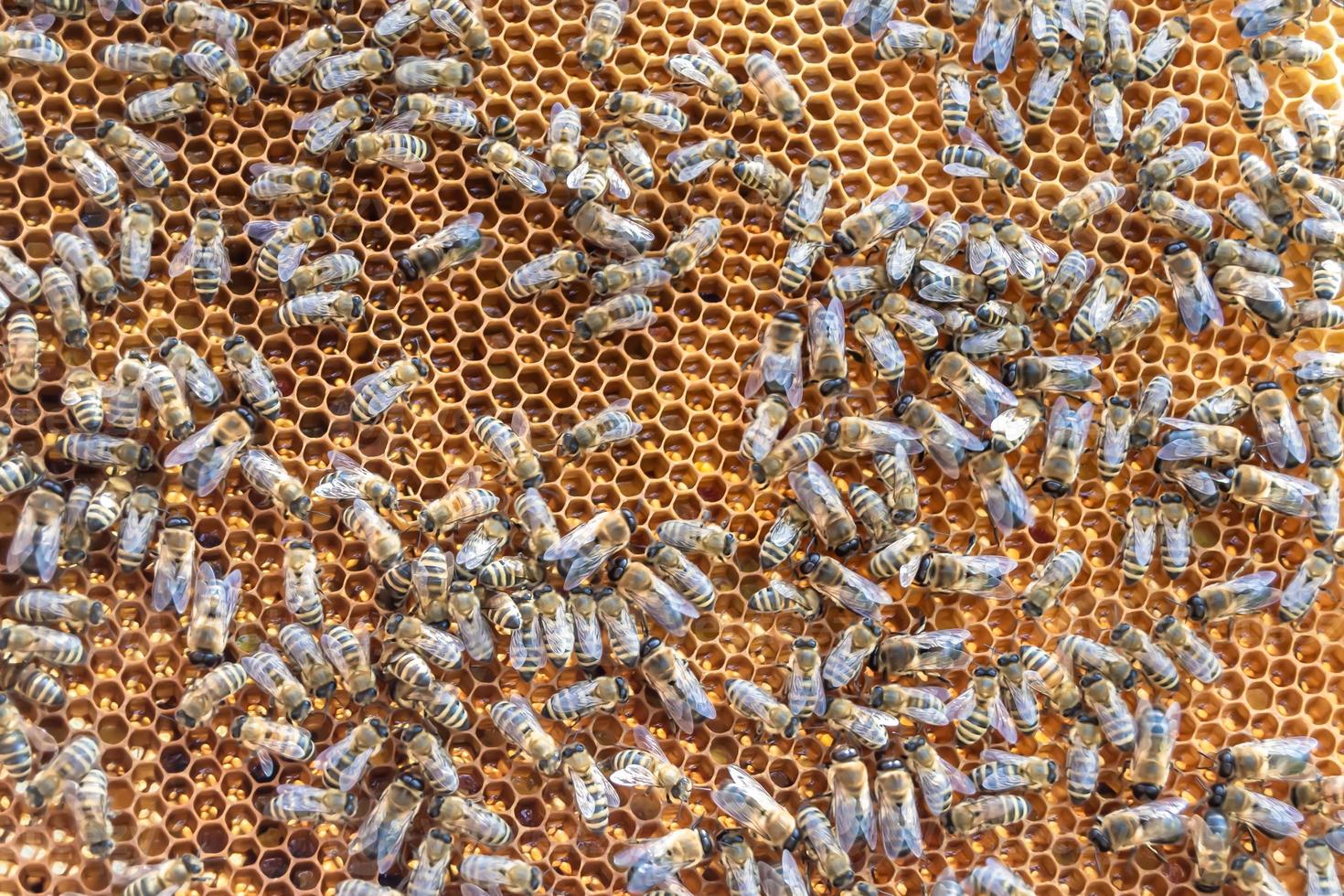 Honeycomb from bee hive filled with golden honey photo