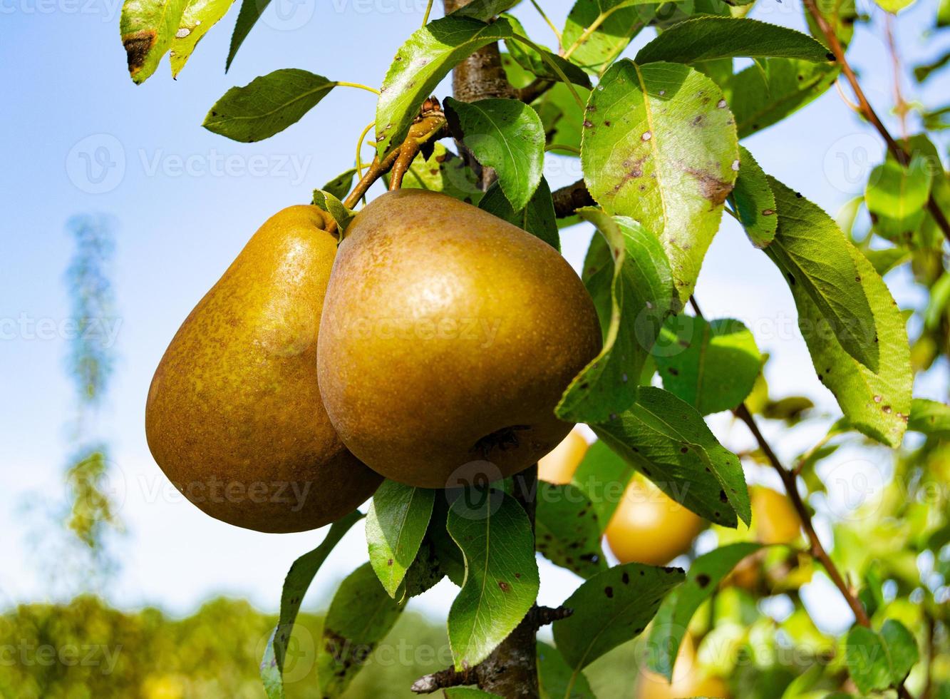 Photography on theme beautiful fruit branch pear tree photo