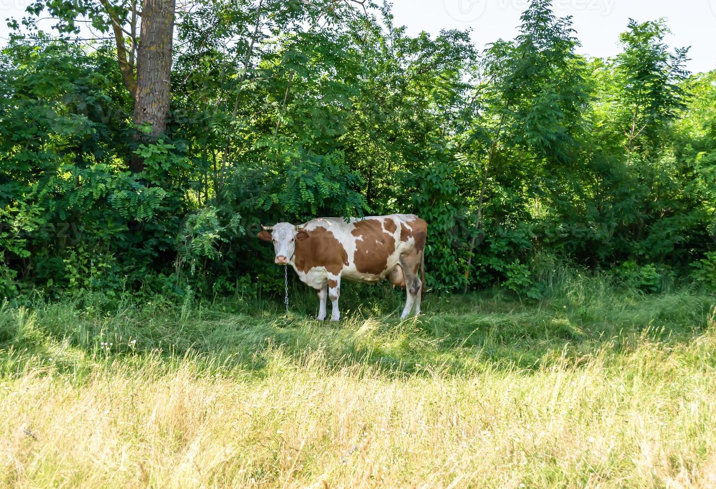 Photography on theme beautiful big milk cow photo