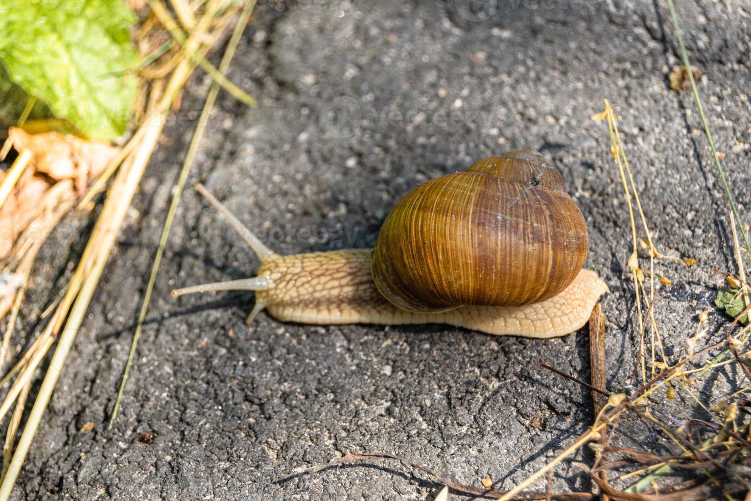 Big garden snail in shell crawling on wet road photo
