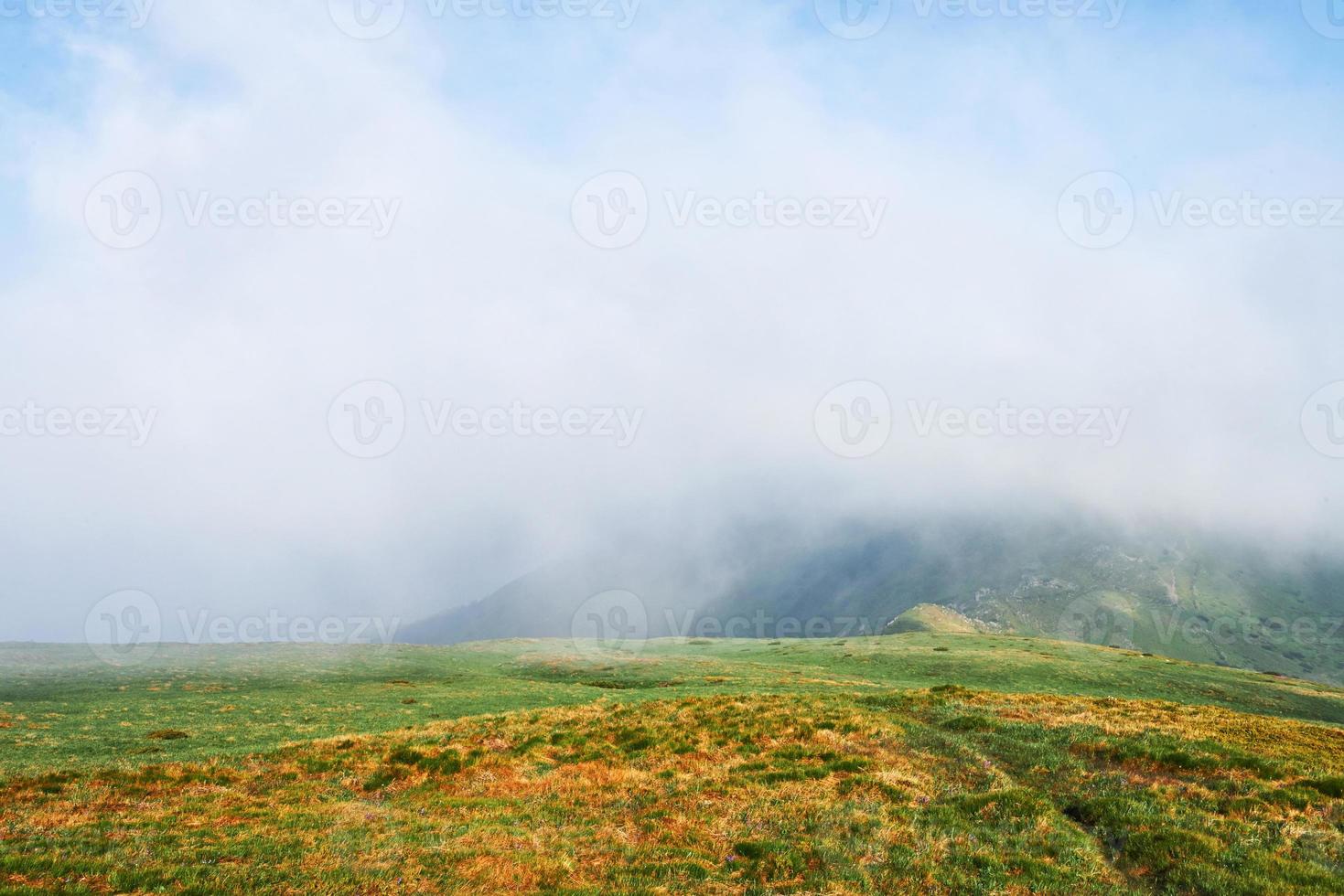 Rhododendrons bloom in a beautiful location in the mountains. Flowers in the mountains. Blooming rhododendrons in the mountains on a sunny summer day. Dramatic unusual scene. Carpathian, Ukraine photo