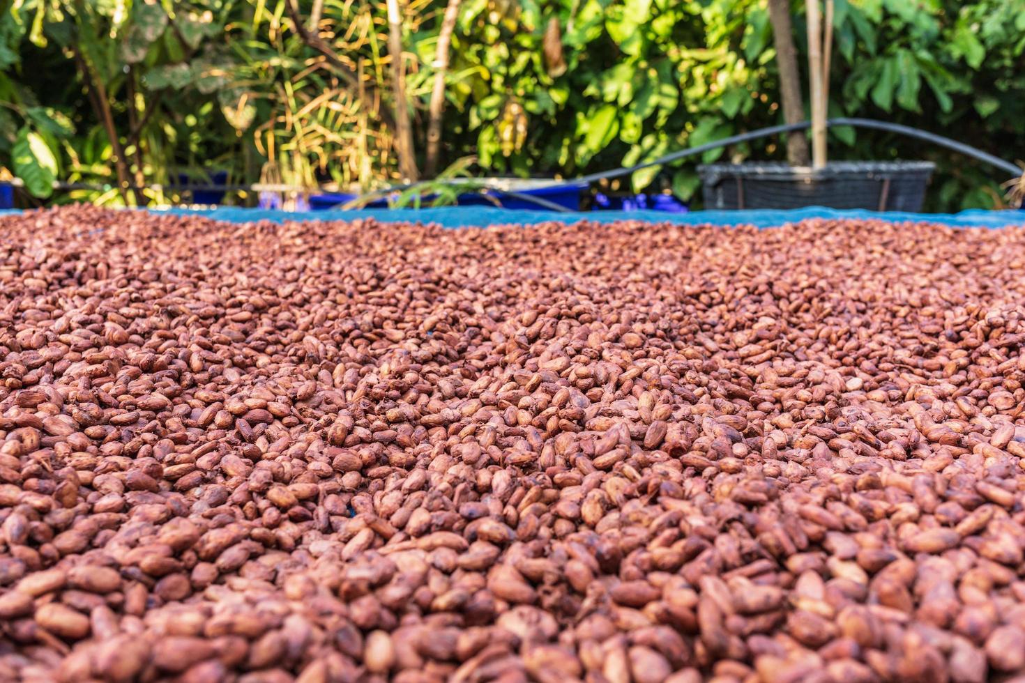 Organic cocoa beans sun drying on the farm photo