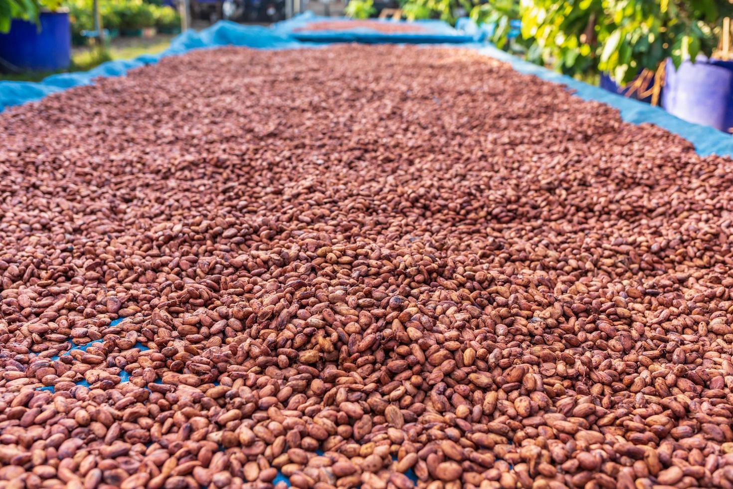 granos de cacao orgánicos secados al sol en la granja foto