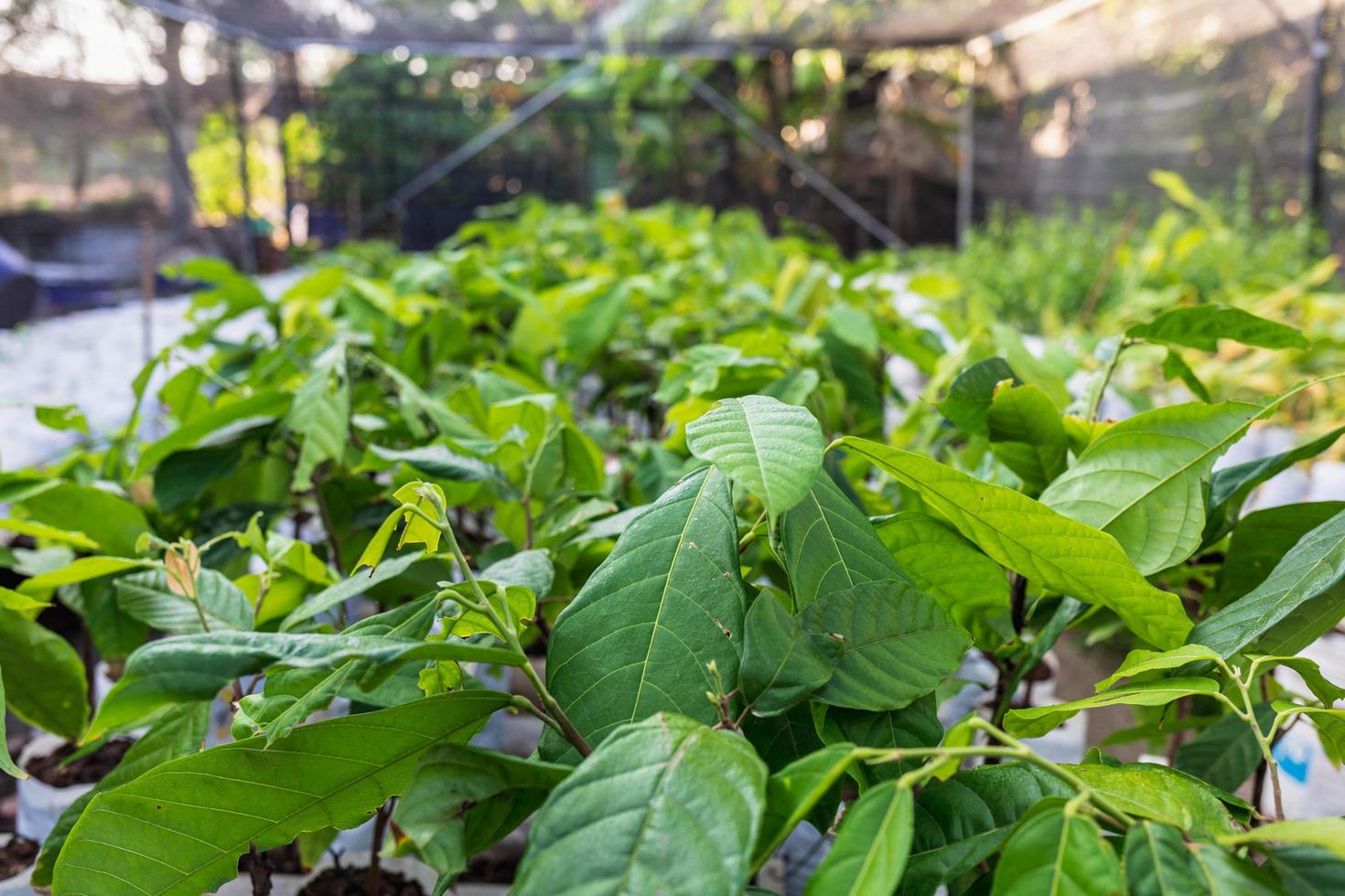 plántulas de cacao que crecen en la granja foto