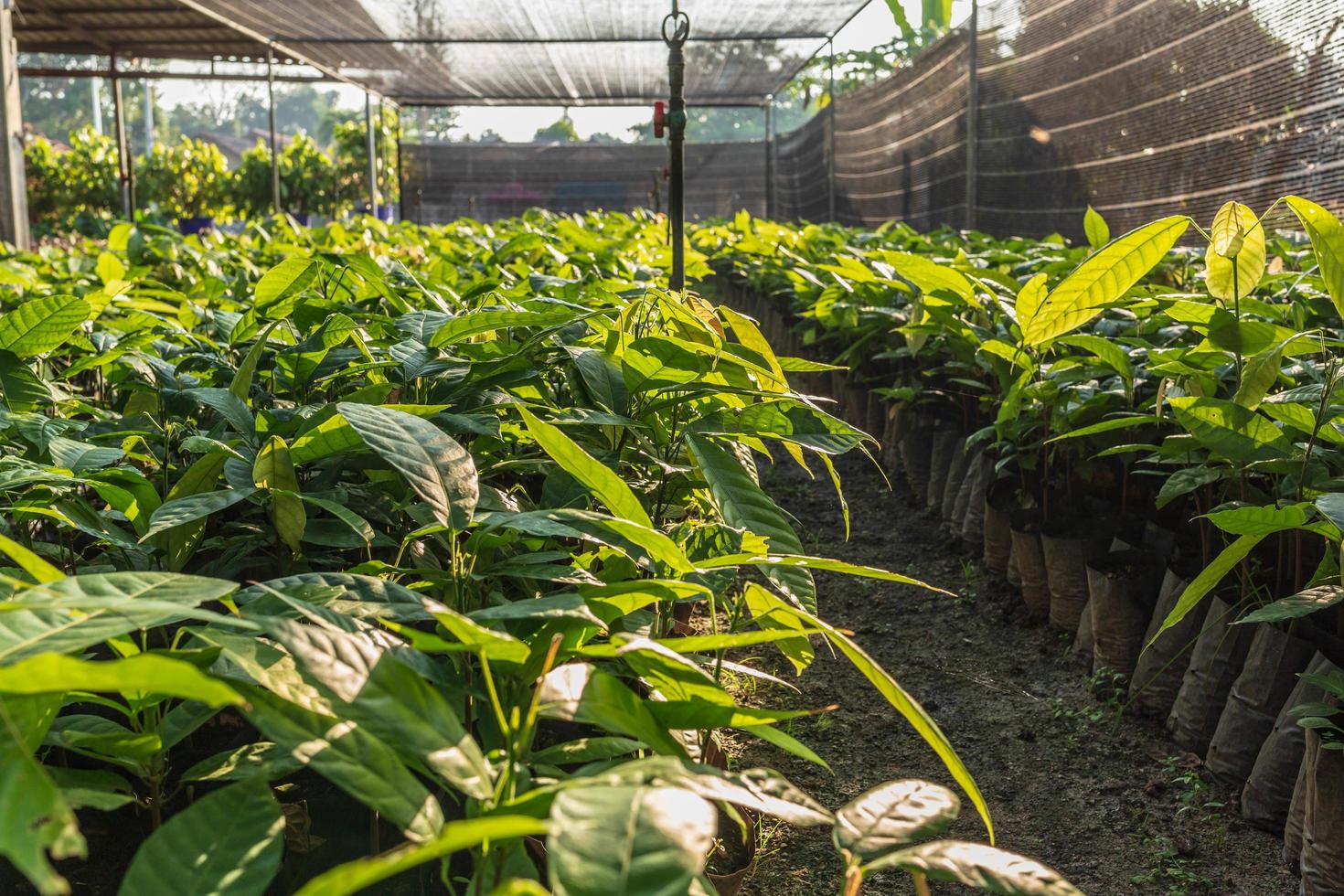 plántulas de cacao que crecen en la granja foto