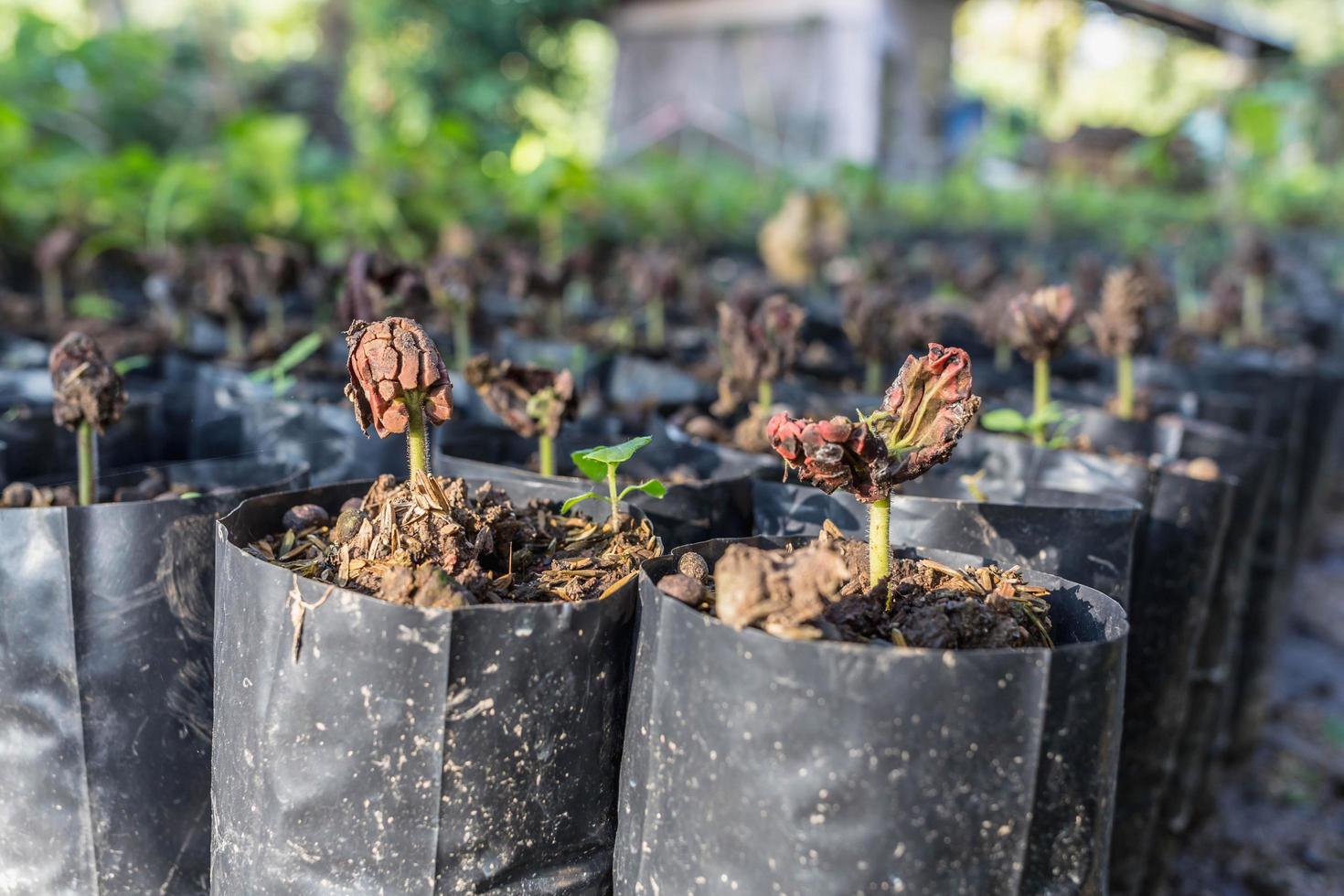 cocoa seedlings on the farm photo