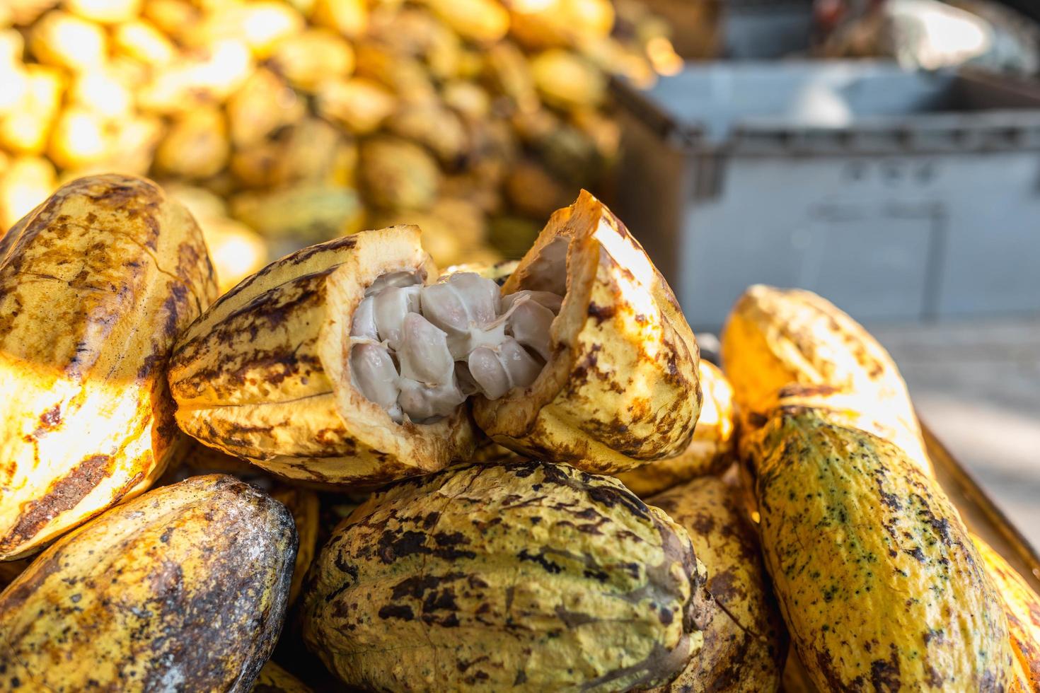 Fresh cocoa fruit in cocoa factory 6240227 Stock Photo at Vecteezy