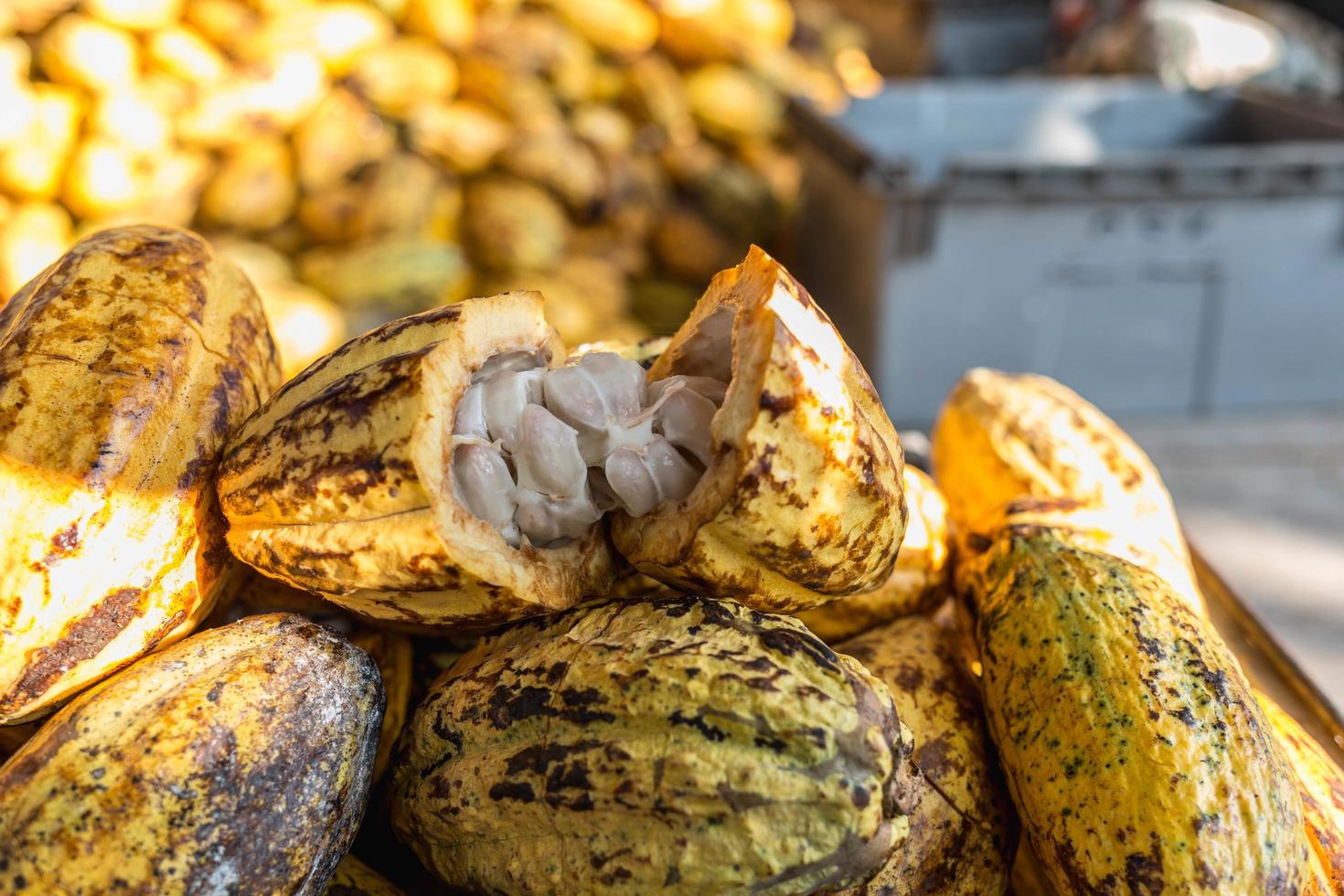 fruta fresca de cacao en la fábrica de cacao foto