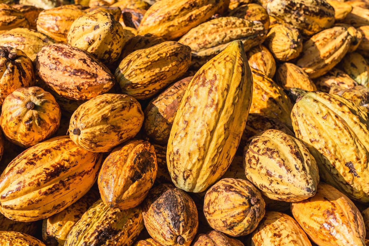 top view of fresh cocoa pods in factory photo