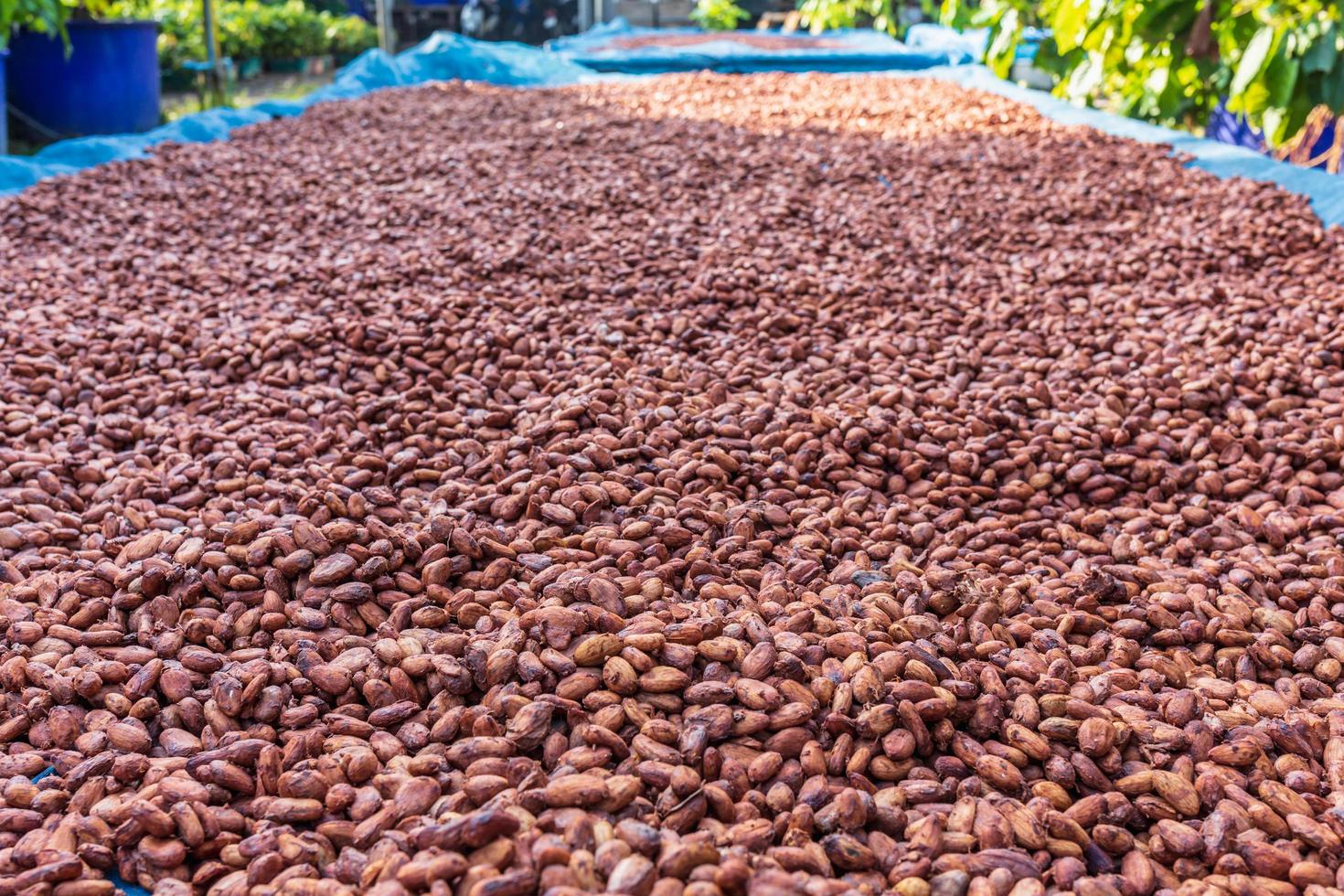 granos de cacao orgánicos secados al sol en la granja foto