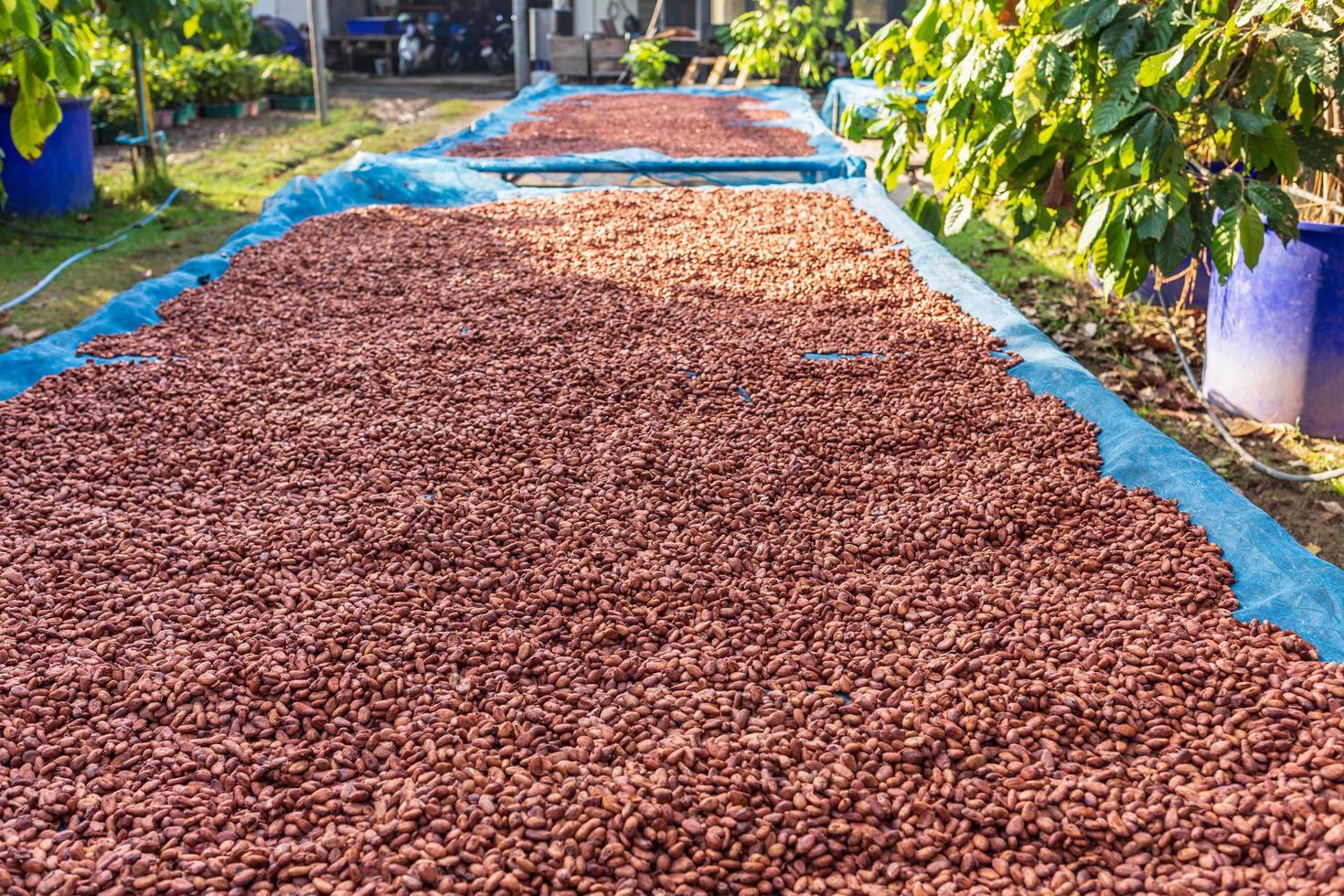 granos de cacao orgánicos secados al sol en la granja foto