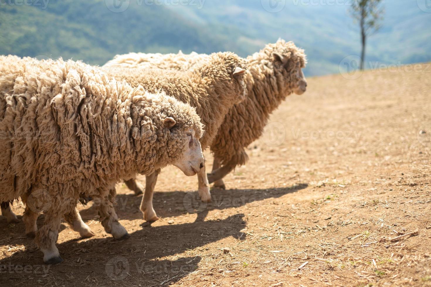 Sheep Farm on Doi Chang, Chiang Rai, Thailand photo