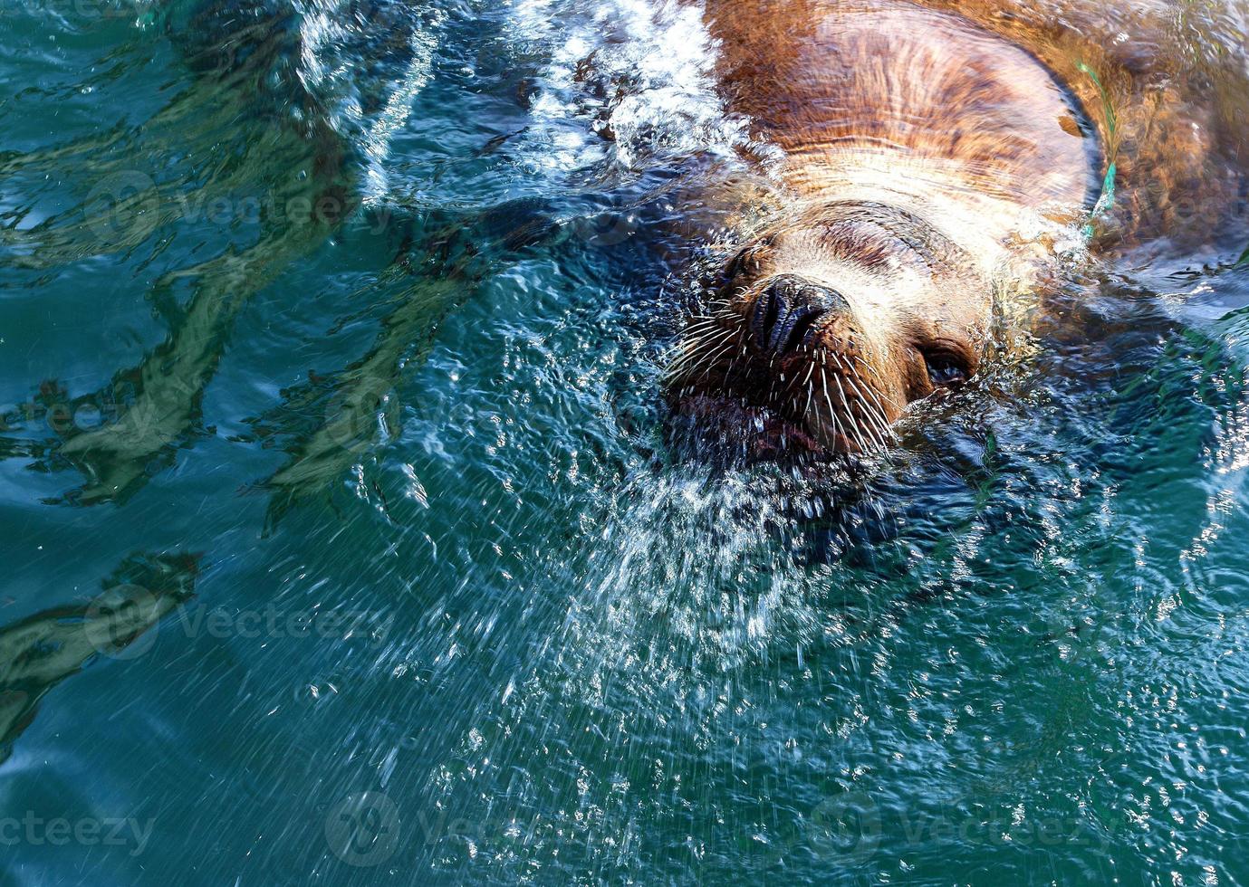 Steller sea lion in the water of Avacha Bay in Kamchatka. photo