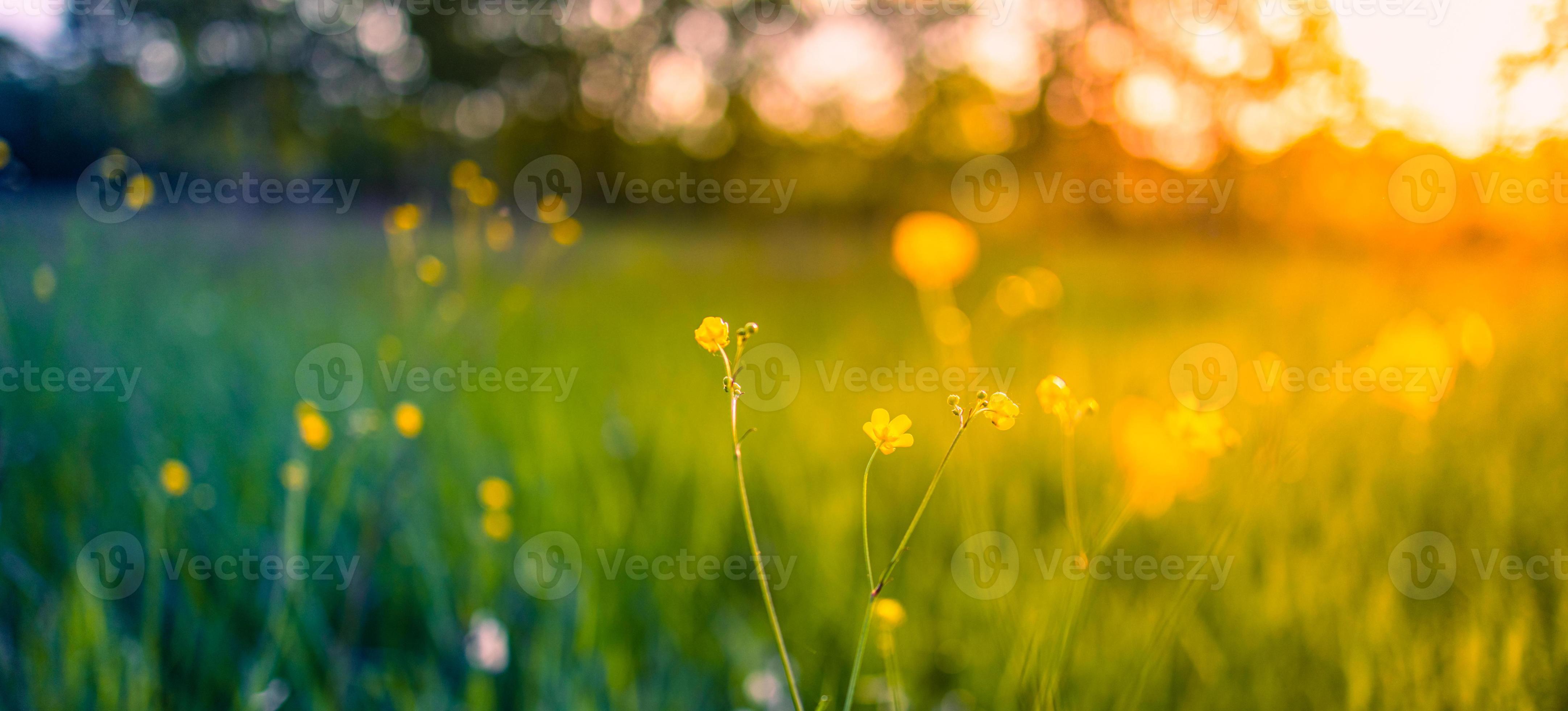 Abstract soft focus sunset field landscape of yellow flowers and grass  meadow warm golden hour sunset sunrise time. Tranquil spring summer nature  closeup and blurred forest background. Idyllic nature 6240293 Stock Photo