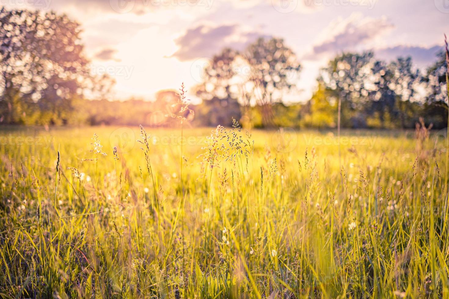 Abstract soft focus sunset field landscape of yellow flowers and grass meadow warm golden hour sunset sunrise time. Tranquil spring summer nature closeup and blurred forest background. Idyllic nature photo