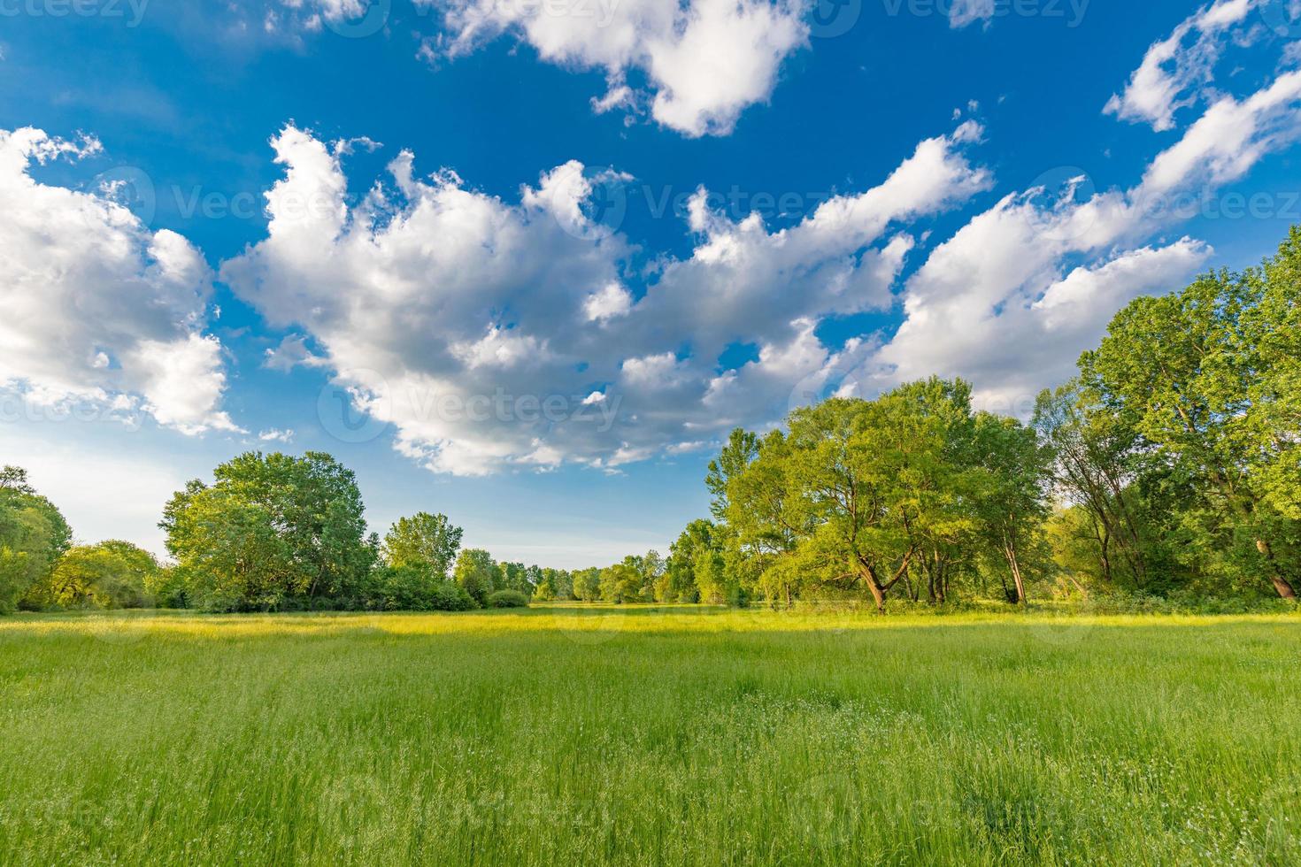 Nature scenic trees and green meadow field rural landscape with bright cloudy blue sky. Idyllic adventure landscape, natural colorful foliage photo