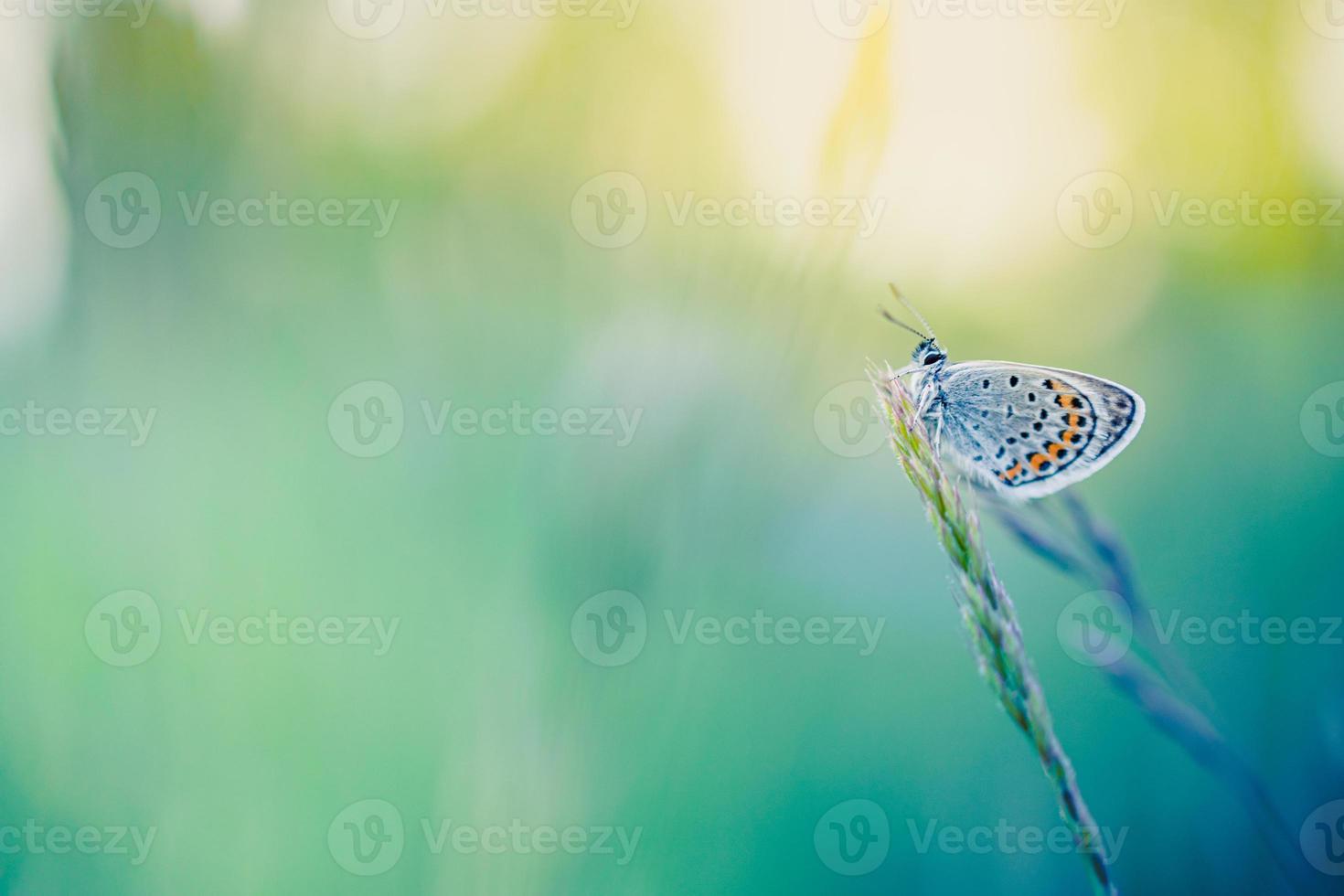 Nature close-up macro background concept. Tranquil, calming summer meadow and butterfly on dreamy soft pastel colorful background. Inspirational nature scenic. photo