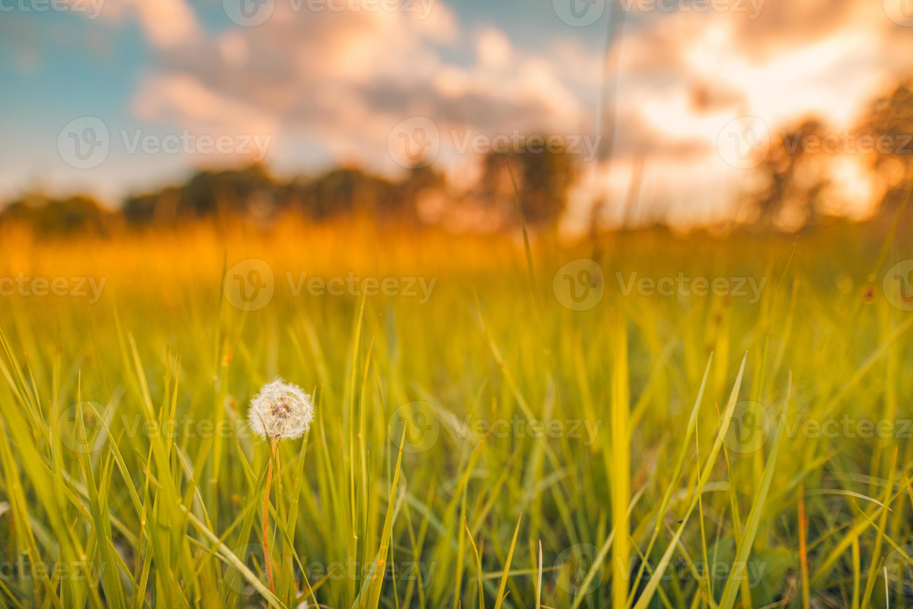 Abstract soft focus sunset field landscape of yellow flowers and grass  meadow warm golden hour sunset sunrise time. Tranquil spring summer nature  closeup and blurred forest background. Idyllic nature 6240306 Stock Photo