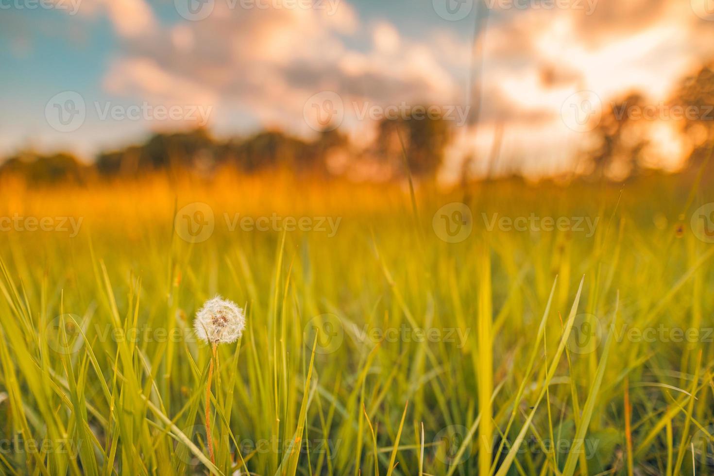 paisaje de campo de puesta de sol de enfoque suave abstracto de flores amarillas y pradera de hierba cálida hora dorada puesta de sol hora del amanecer. tranquilo primavera verano naturaleza primer plano y fondo de bosque borroso. naturaleza idílica foto