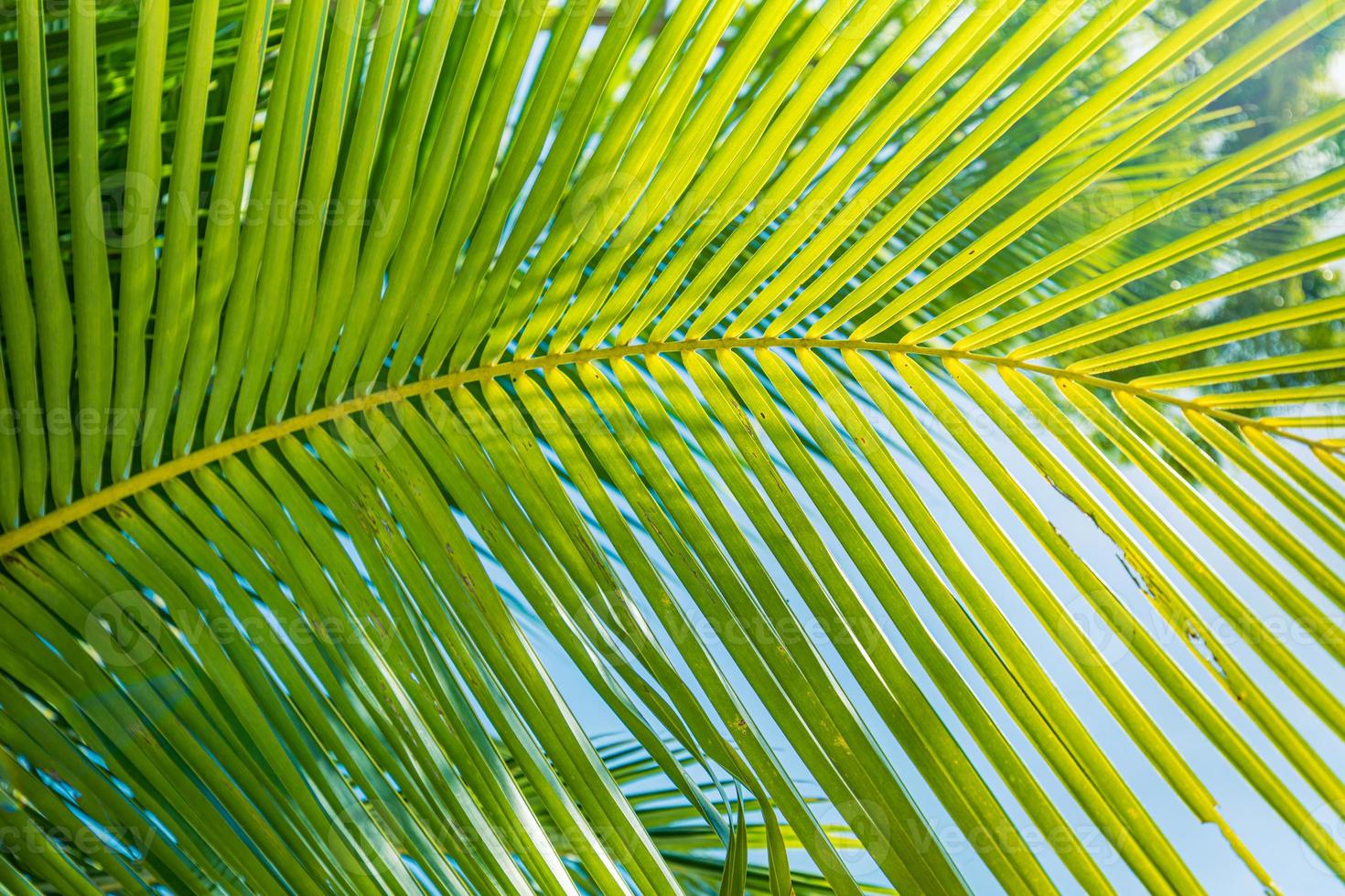 Relaxing closeup nature view of palm leaves background textures. Tropical nature pattern, sunny day, summer natural plant photo