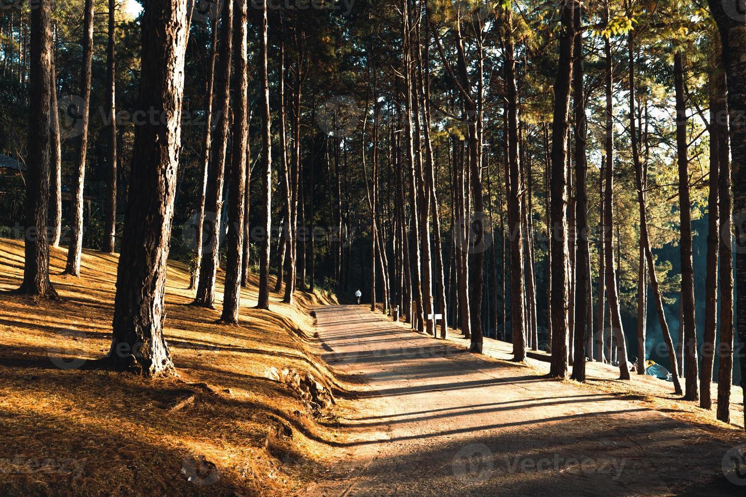 Pine forest and camping area in the morning photo